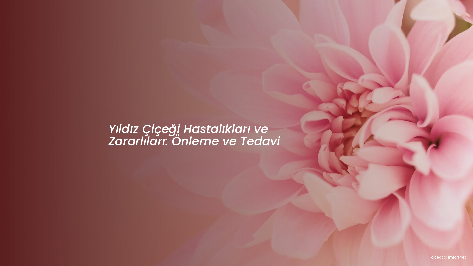 Yıldız Çiçeği Hastalıkları ve Zararlıları: Önleme ve Tedavi