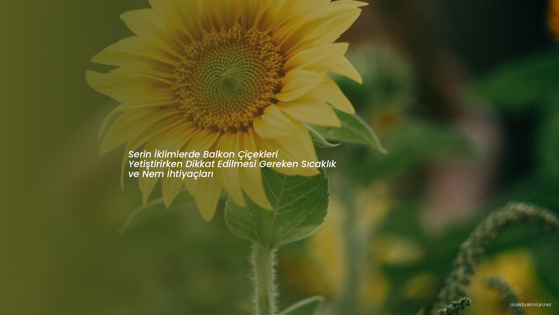 Serin İklimlerde Balkon Çiçekleri Yetiştirirken Dikkat Edilmesi Gereken Sıcaklık ve Nem İhtiyaçları