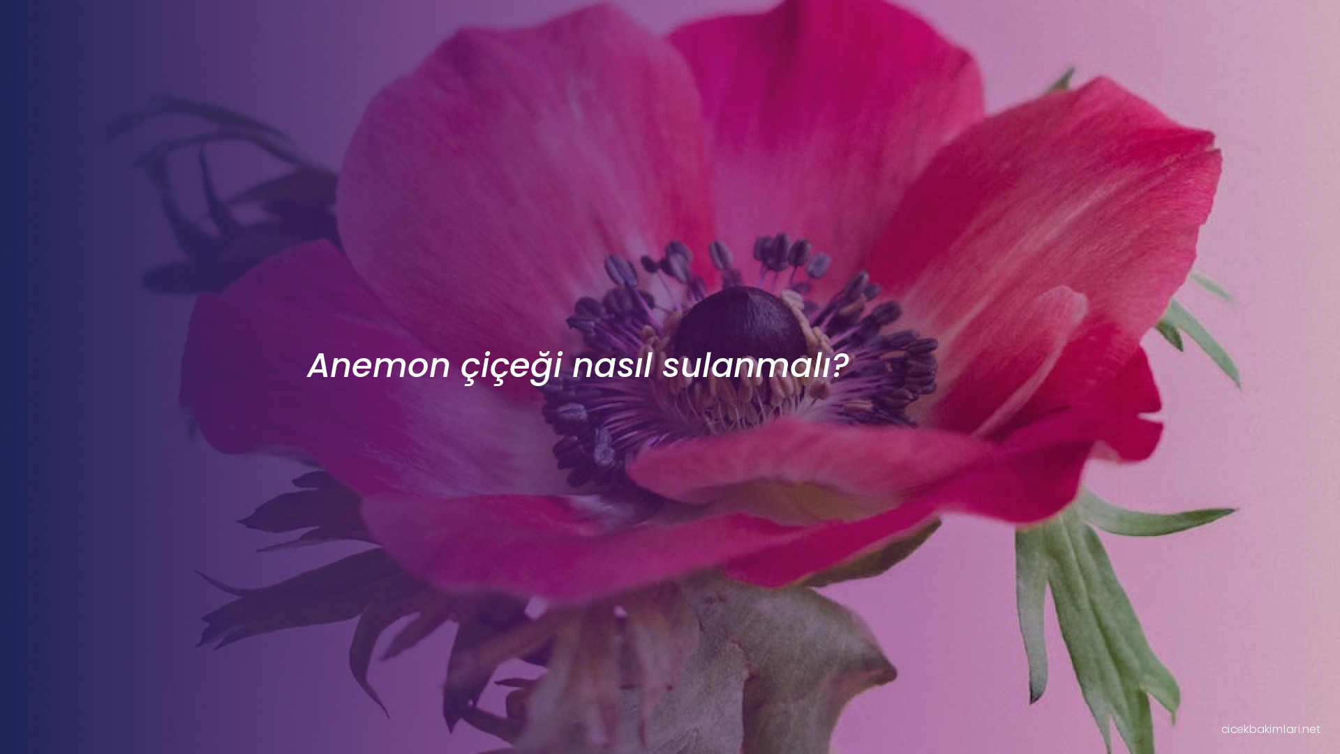 Anemon çiçeği nasıl sulanmalı?