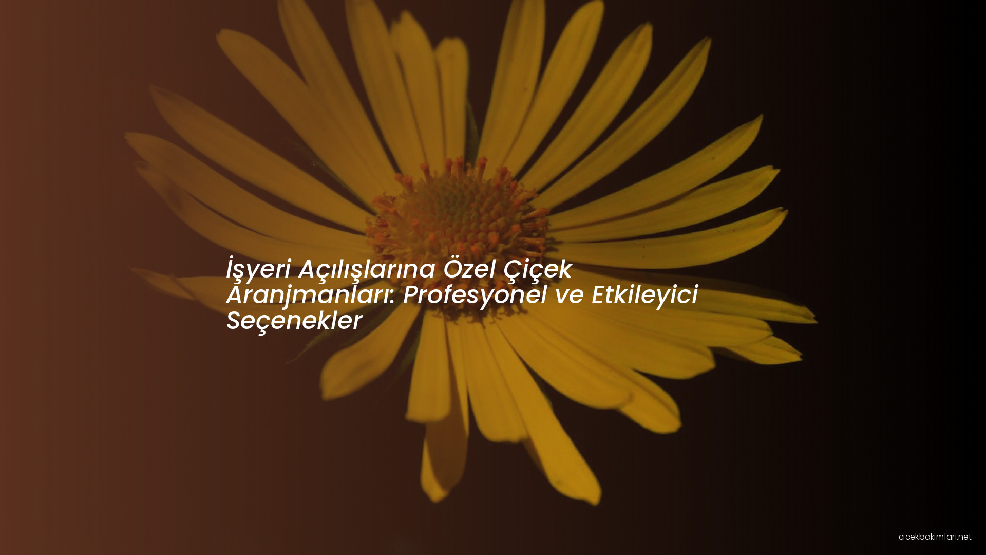 İşyeri Açılışlarına Özel Çiçek Aranjmanları: Profesyonel ve Etkileyici Seçenekler