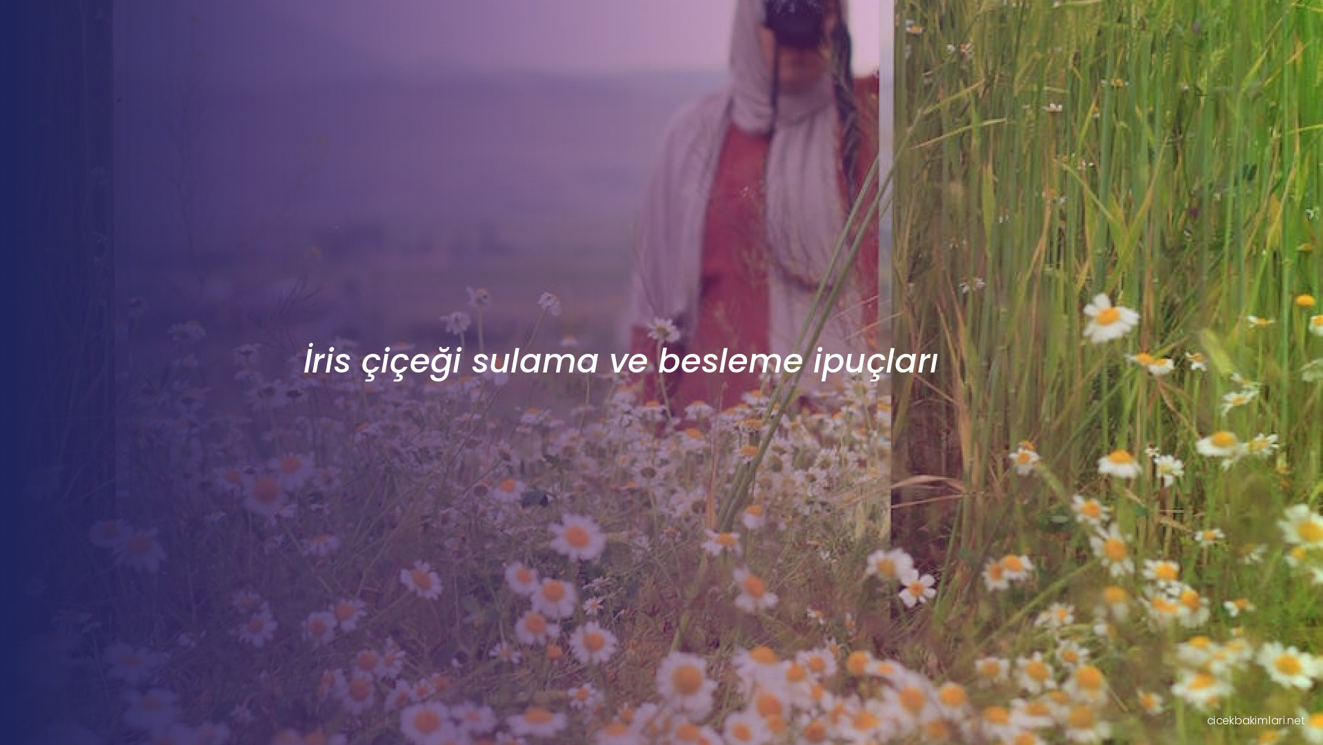 İris çiçeği sulama ve besleme ipuçları