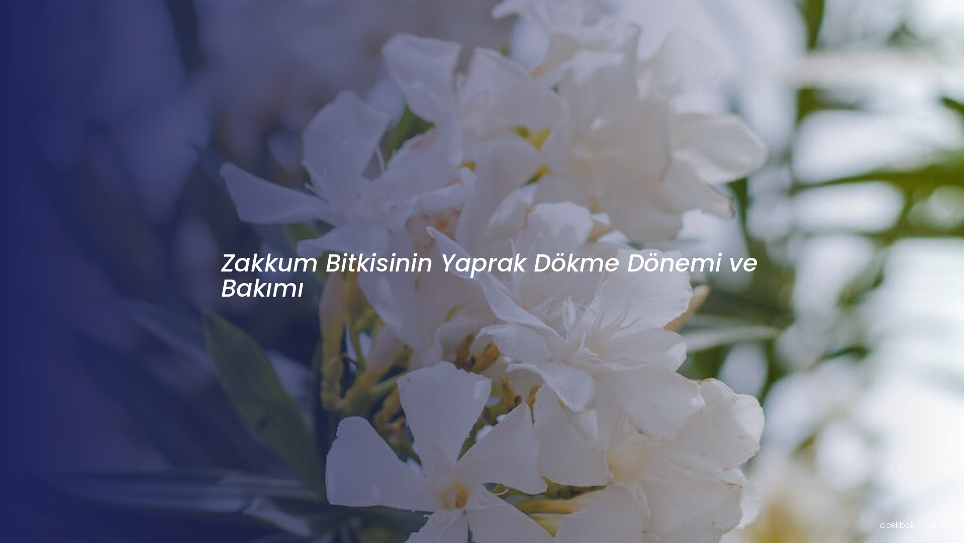Zakkum Bitkisinin Yaprak Dökme Dönemi ve Bakımı