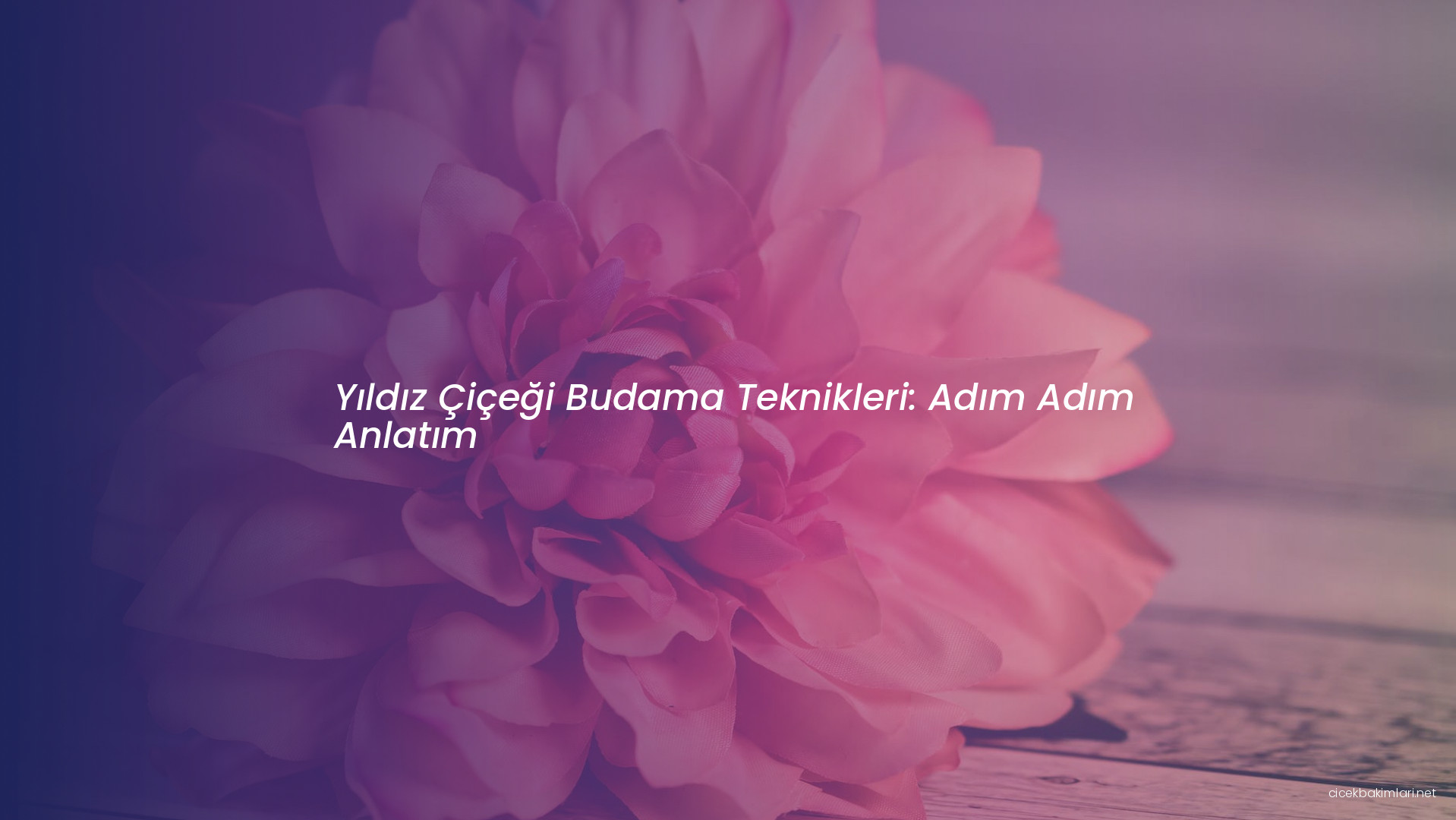 Yıldız Çiçeği Budama Teknikleri: Adım Adım Anlatım