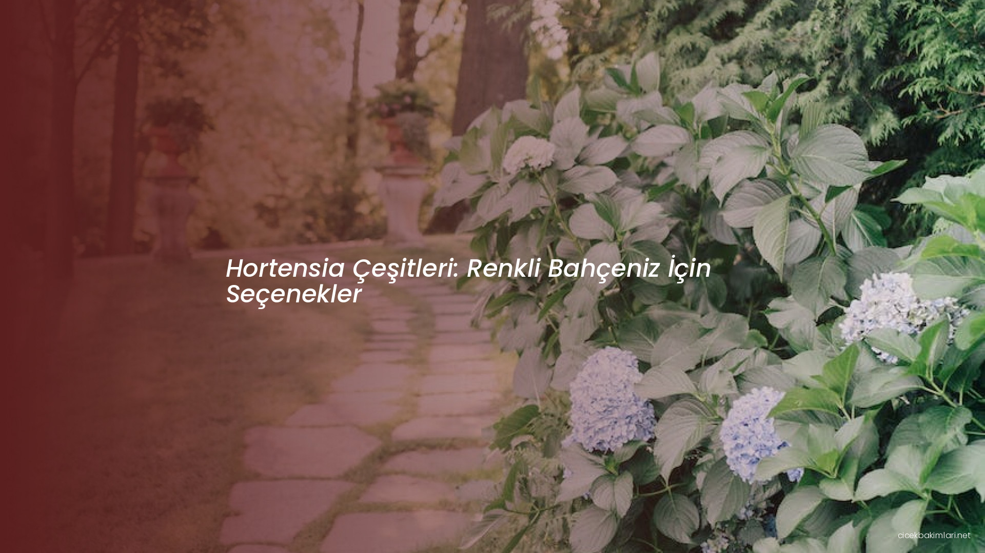 Hortensia Çeşitleri: Renkli Bahçeniz İçin Seçenekler