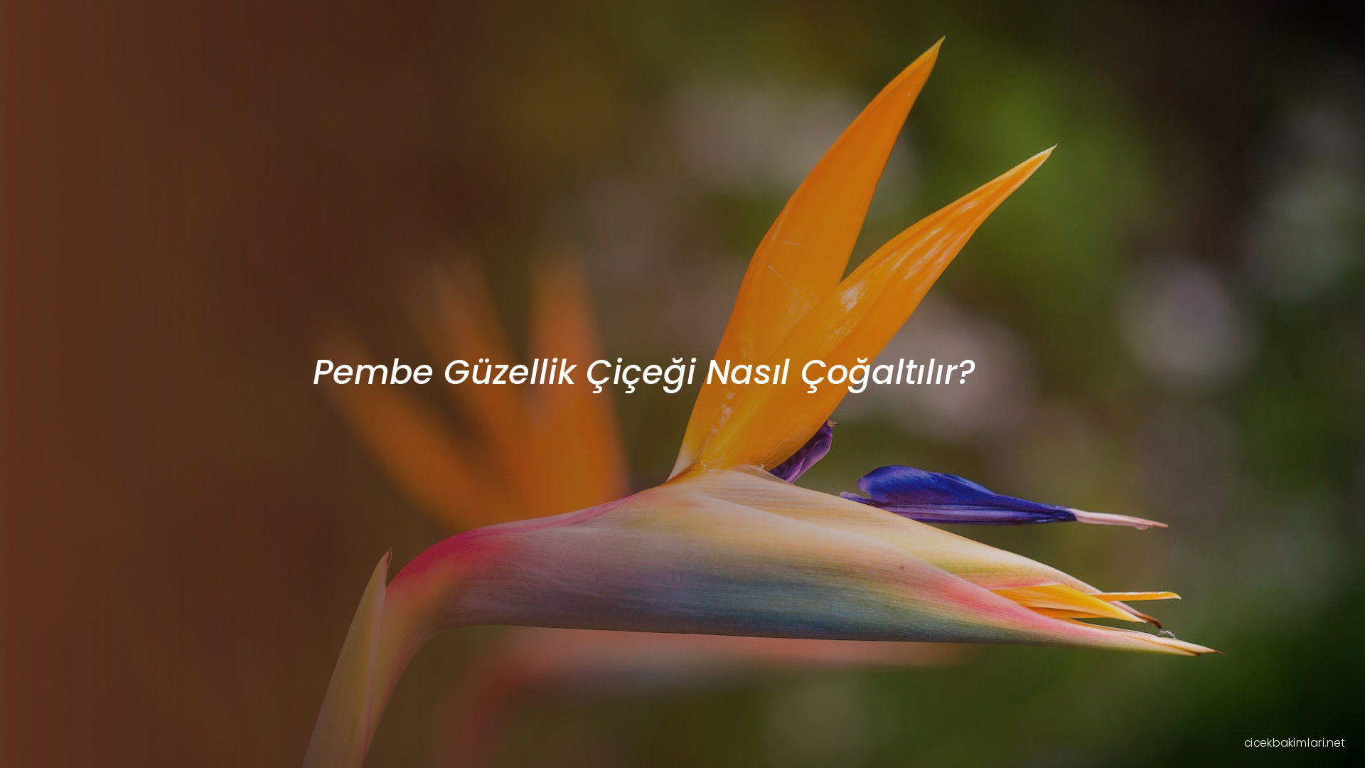 Pembe Güzellik Çiçeği Nasıl Çoğaltılır?