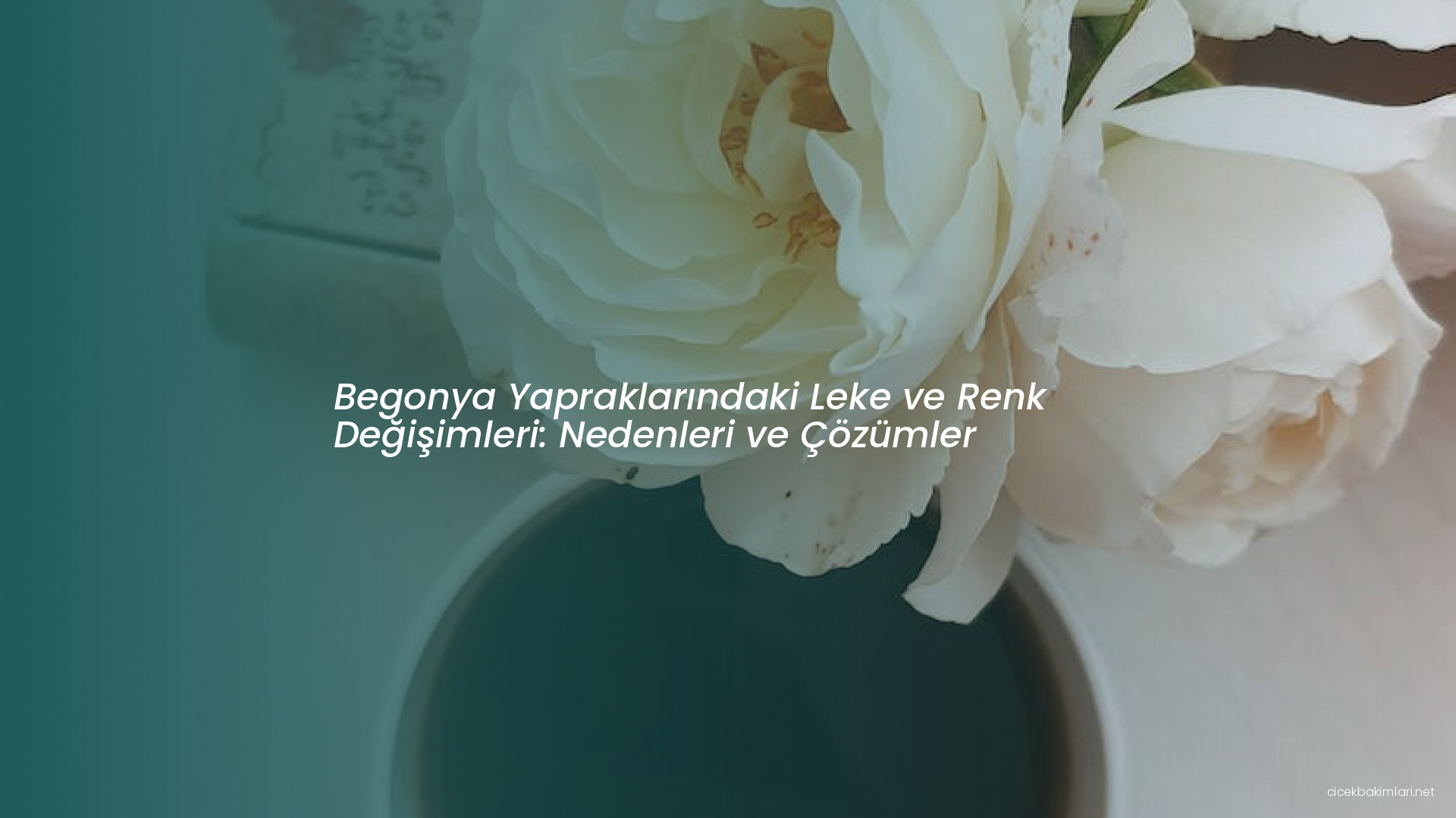 Begonya Yapraklarındaki Leke ve Renk Değişimleri: Nedenleri ve Çözümler