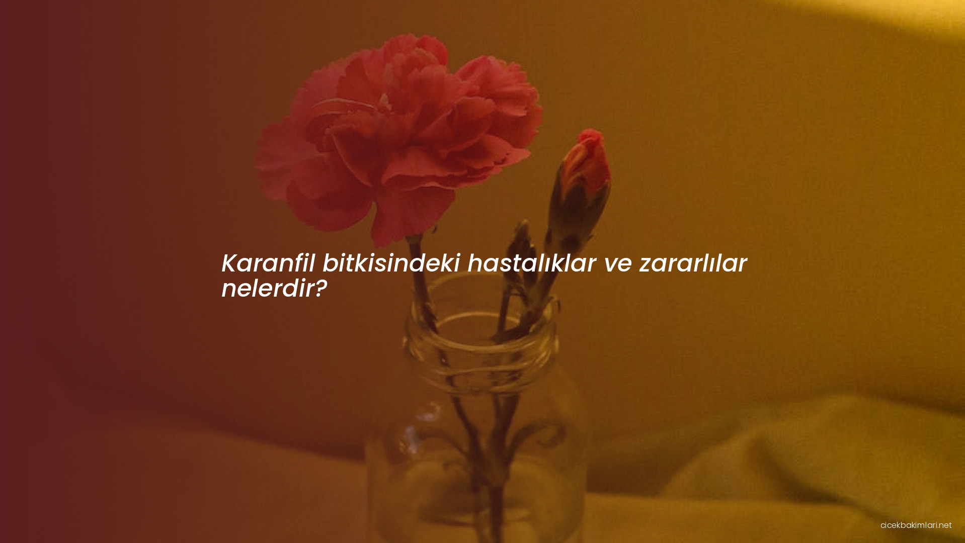 Karanfil bitkisindeki hastalıklar ve zararlılar nelerdir?