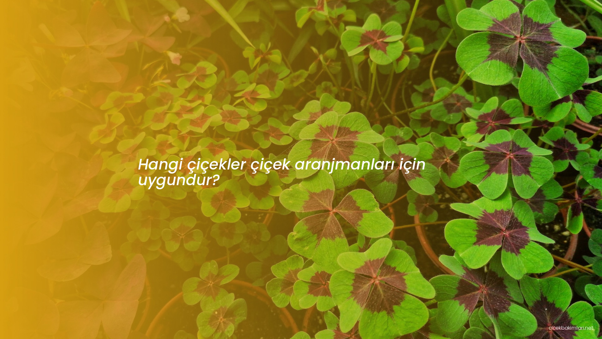 Hangi çiçekler çiçek aranjmanları için uygundur?