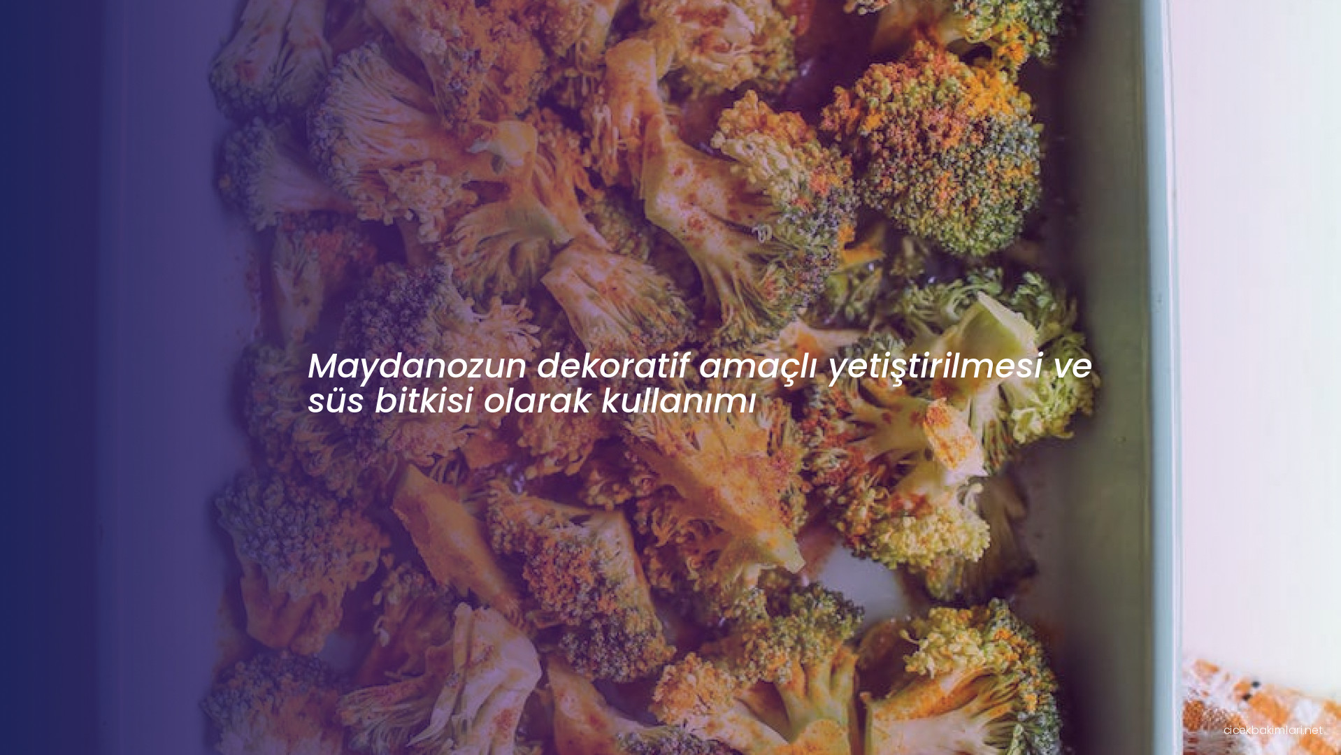 Maydanozun dekoratif amaçlı yetiştirilmesi ve süs bitkisi olarak kullanımı