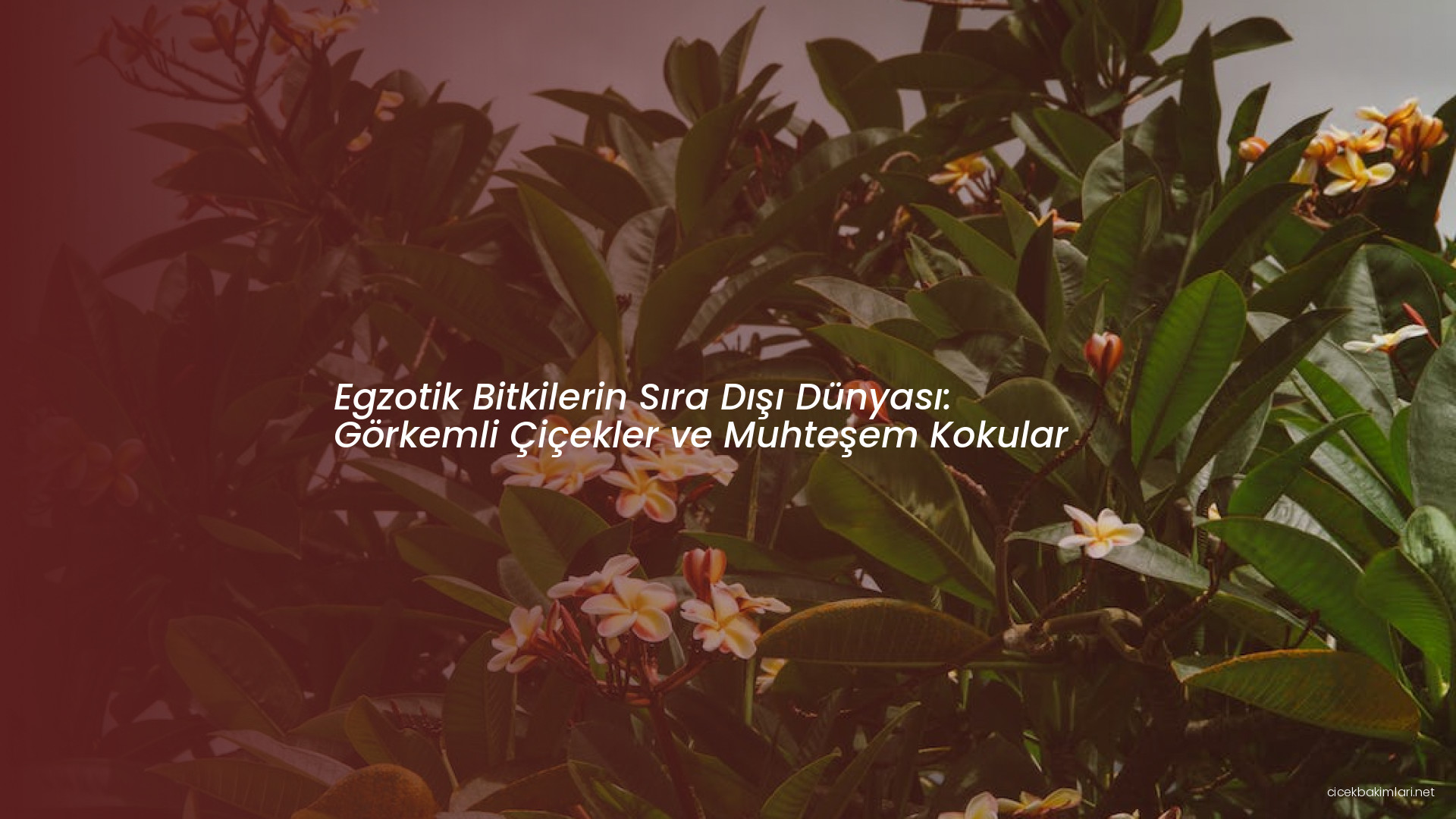 Egzotik Bitkilerin Sıra Dışı Dünyası: Görkemli Çiçekler ve Muhteşem Kokular