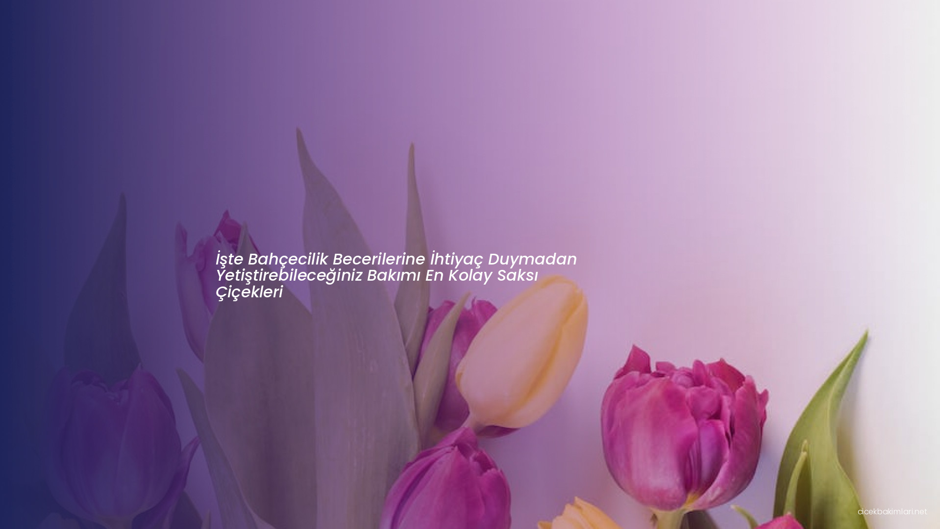 İşte Bahçecilik Becerilerine İhtiyaç Duymadan Yetiştirebileceğiniz Bakımı En Kolay Saksı Çiçekleri