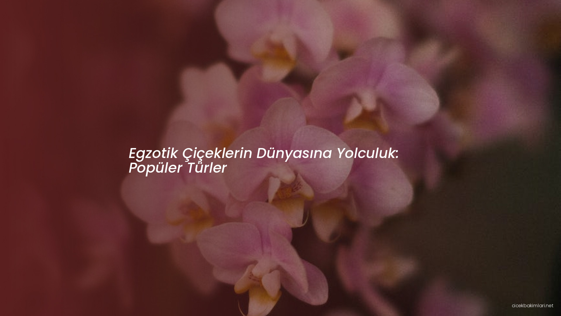 Egzotik Çiçeklerin Dünyasına Yolculuk: Popüler Türler