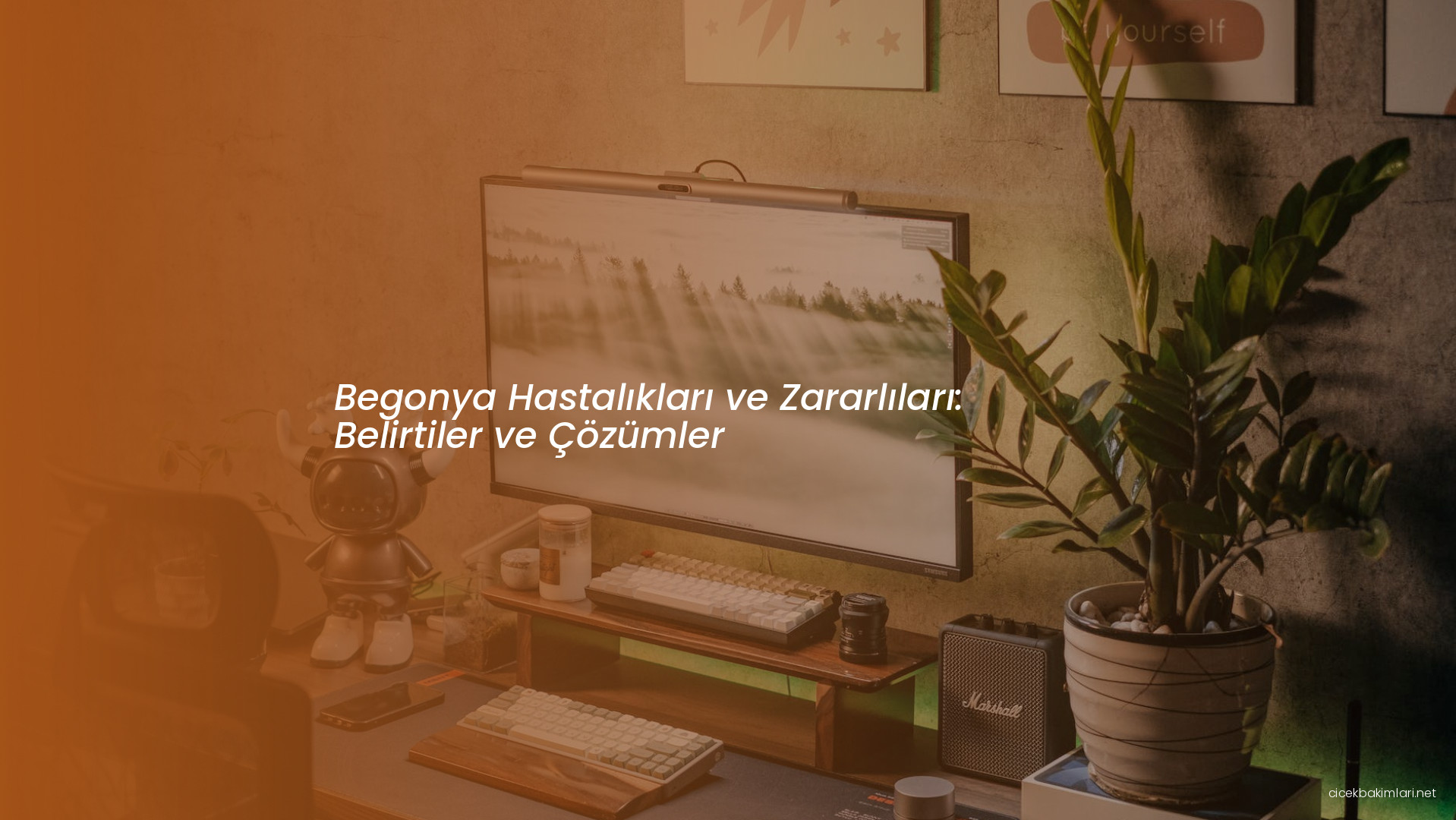 Begonya Hastalıkları ve Zararlıları: Belirtiler ve Çözümler