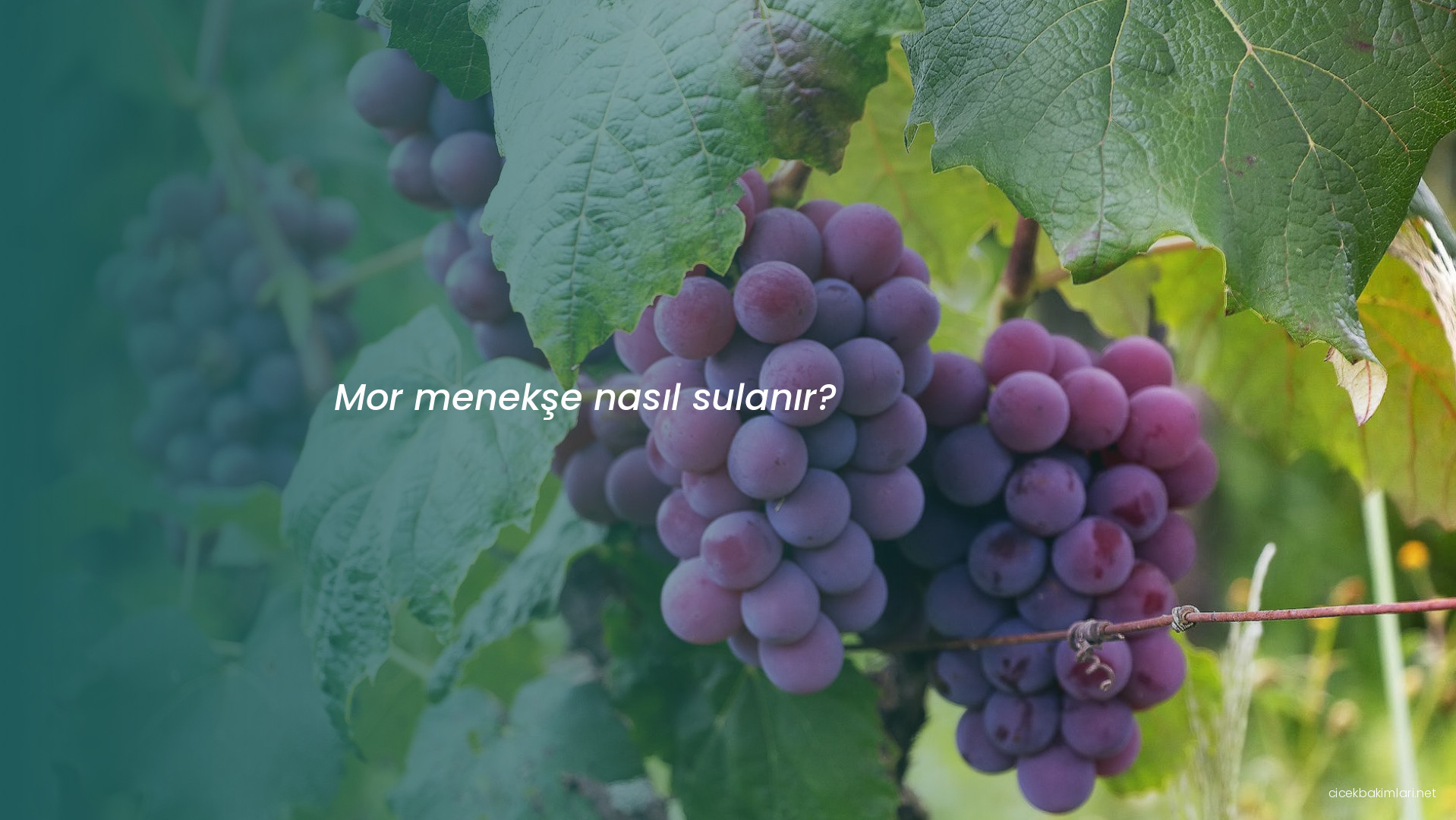 Mor menekşe nasıl sulanır?