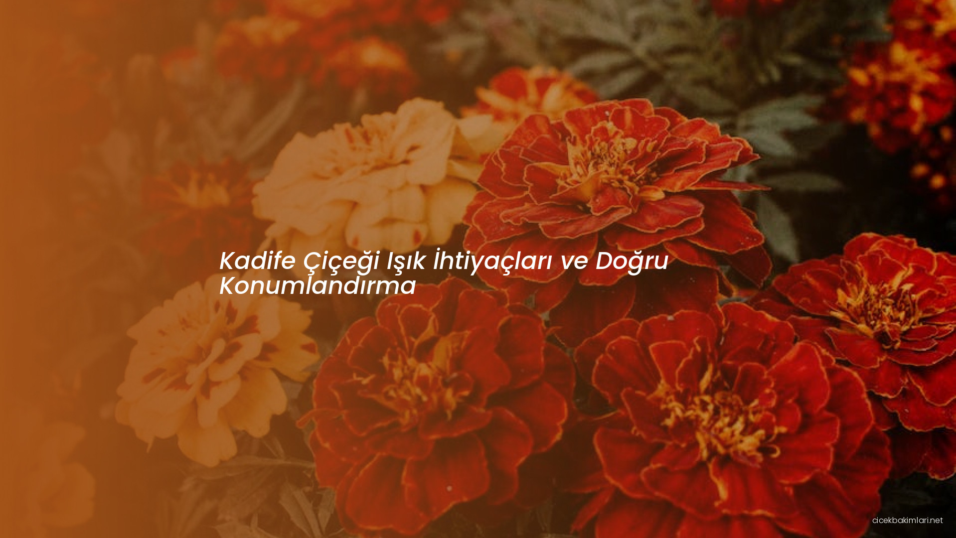 Kadife Çiçeği Işık İhtiyaçları ve Doğru Konumlandırma