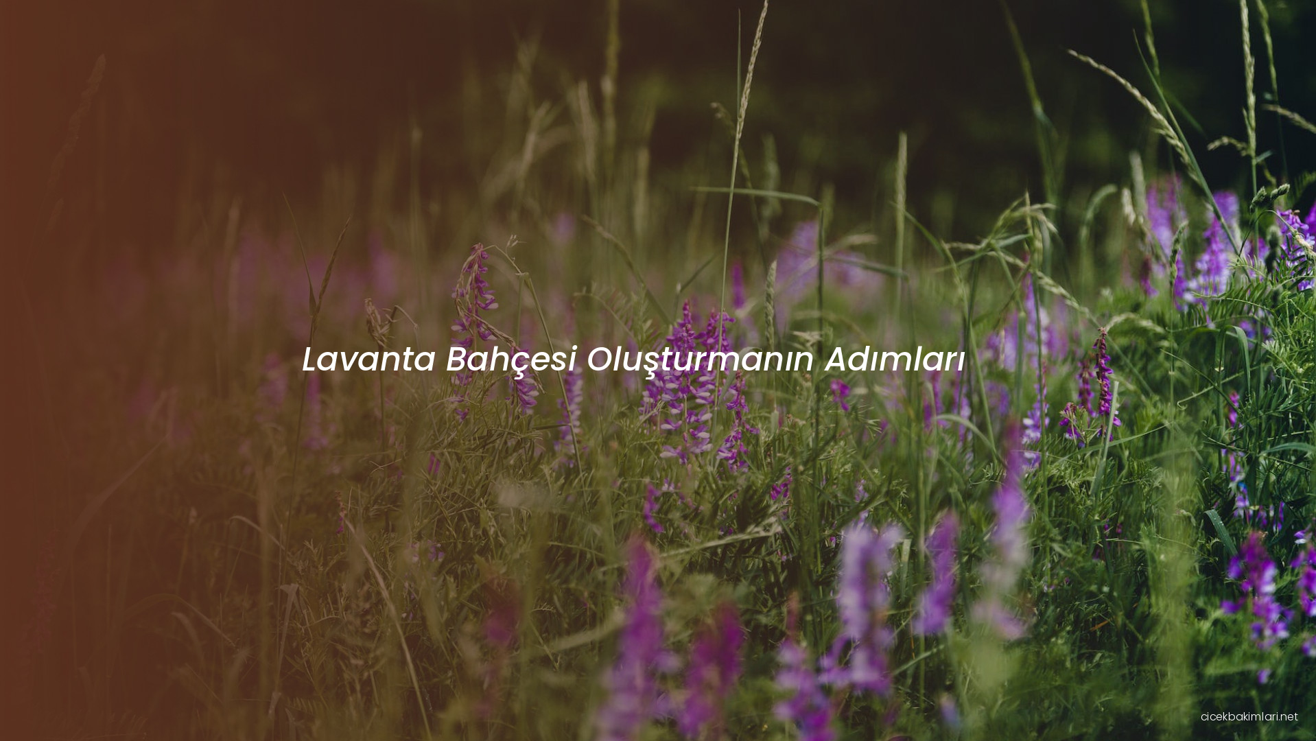 Lavanta Bahçesi Oluşturmanın Adımları