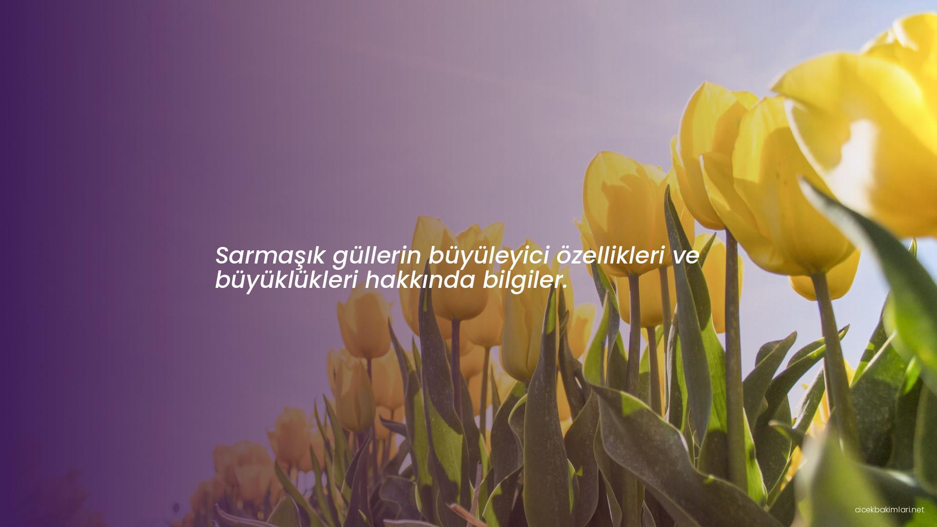 Sarmaşık güllerin büyüleyici özellikleri ve büyüklükleri hakkında bilgiler.