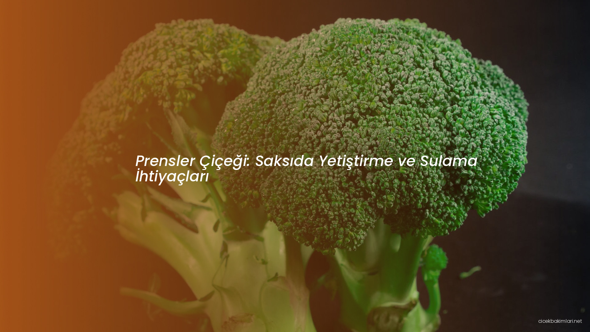 Prensler Çiçeği: Saksıda Yetiştirme ve Sulama İhtiyaçları