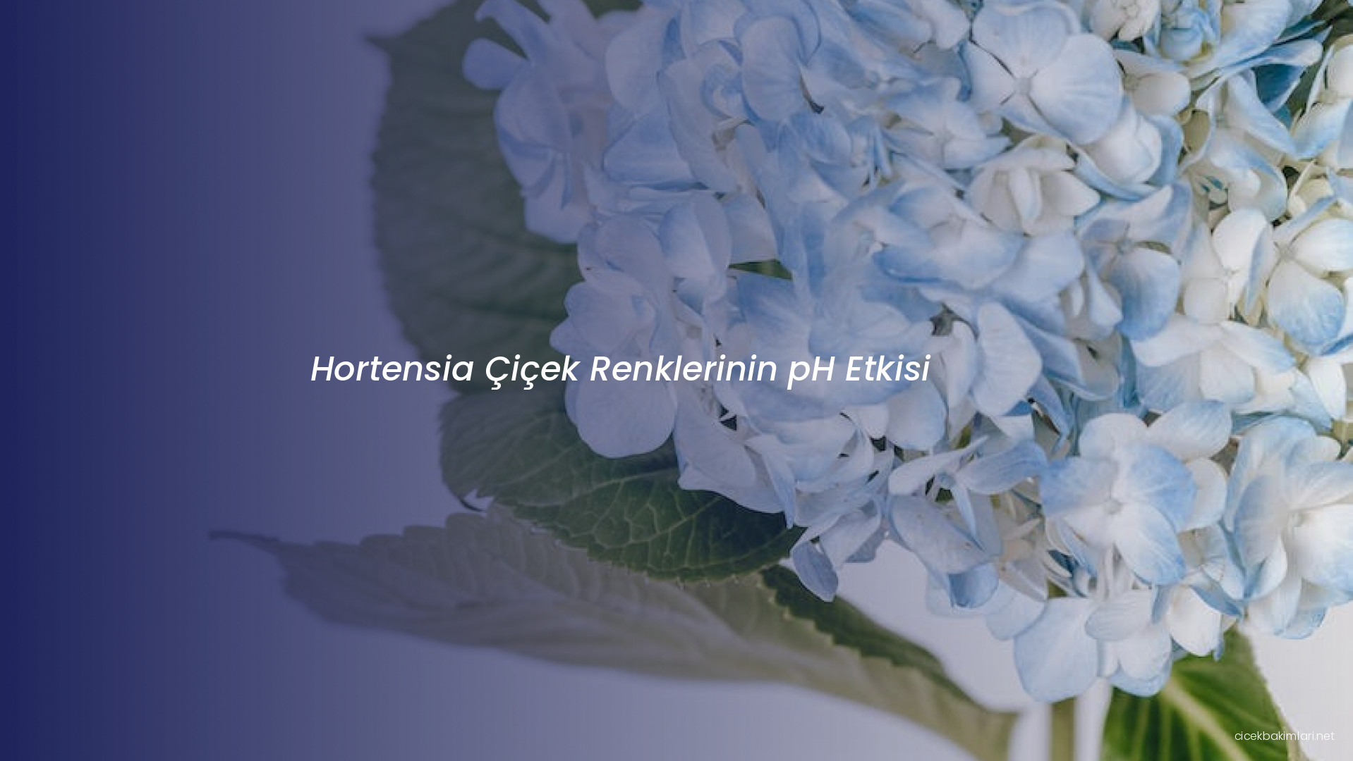 Hortensia Çiçek Renklerinin pH Etkisi