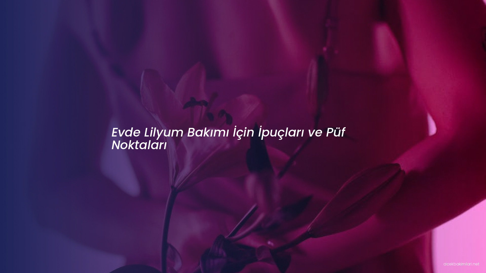 Evde Lilyum Bakımı İçin İpuçları ve Püf Noktaları