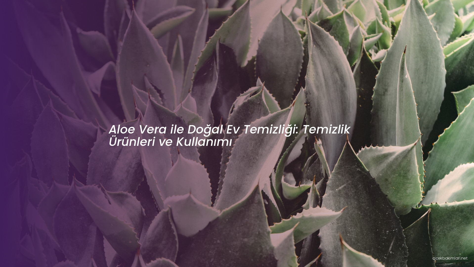Aloe Vera ile Doğal Ev Temizliği: Temizlik Ürünleri ve Kullanımı