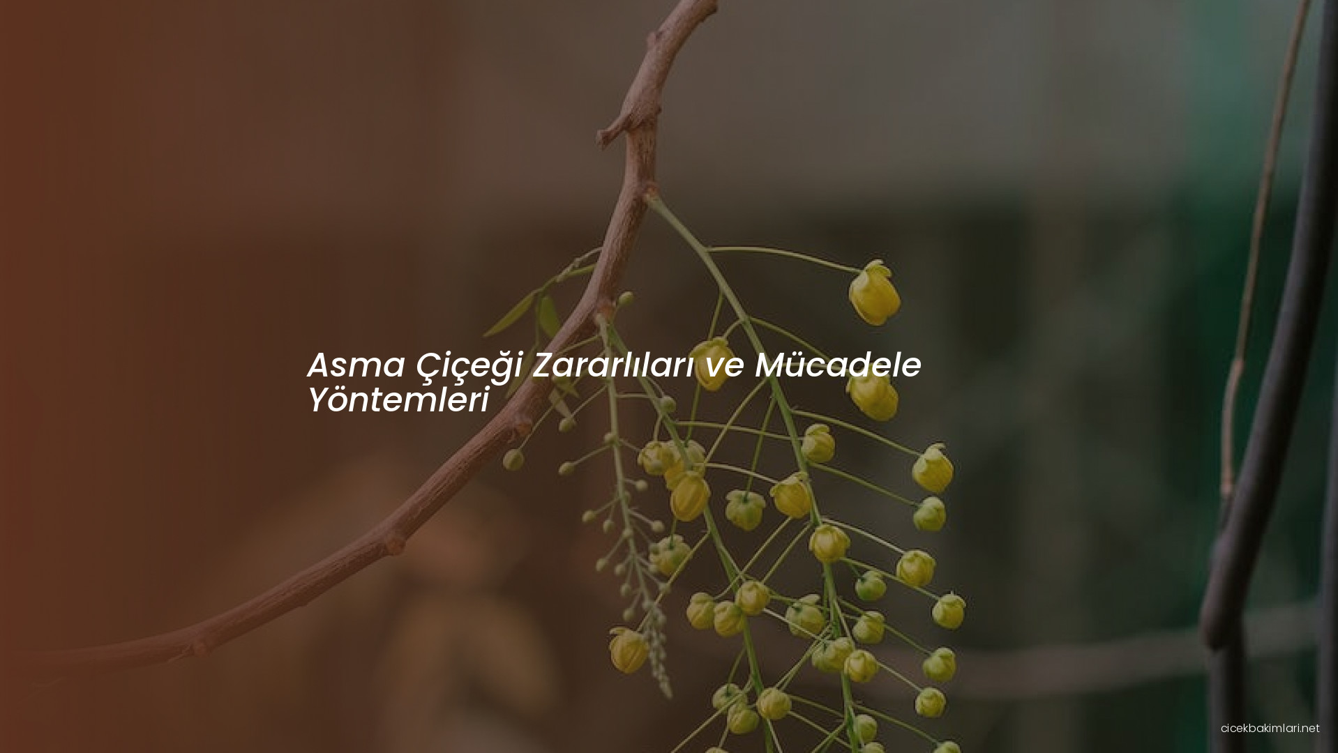 Asma Çiçeği Zararlıları ve Mücadele Yöntemleri