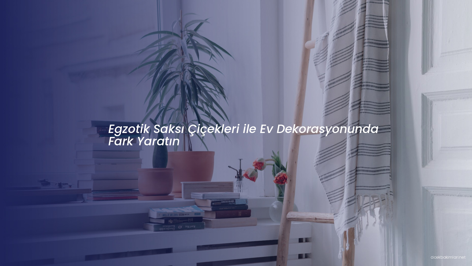 Egzotik Saksı Çiçekleri ile Ev Dekorasyonunda Fark Yaratın