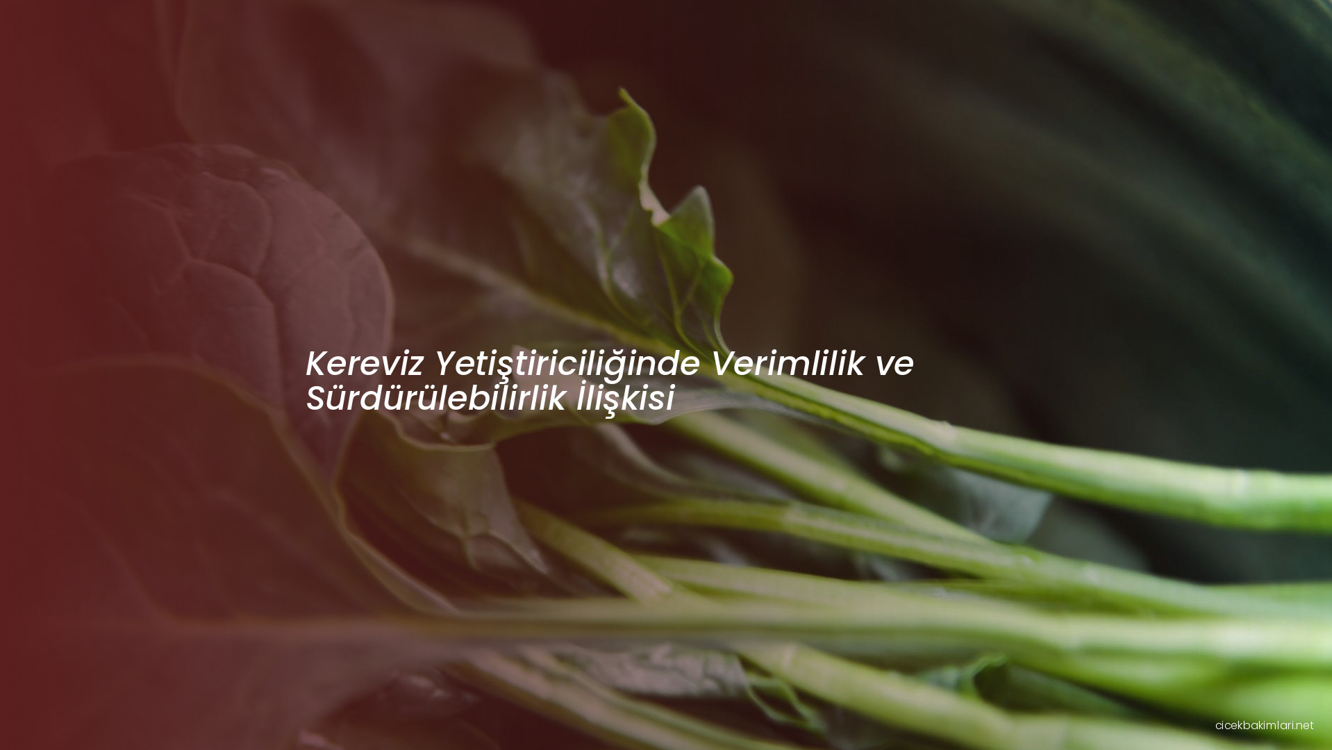 Kereviz Yetiştiriciliğinde Verimlilik ve Sürdürülebilirlik İlişkisi