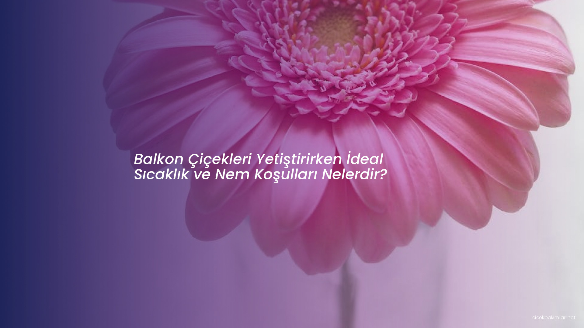 Balkon Çiçekleri Yetiştirirken İdeal Sıcaklık ve Nem Koşulları Nelerdir?