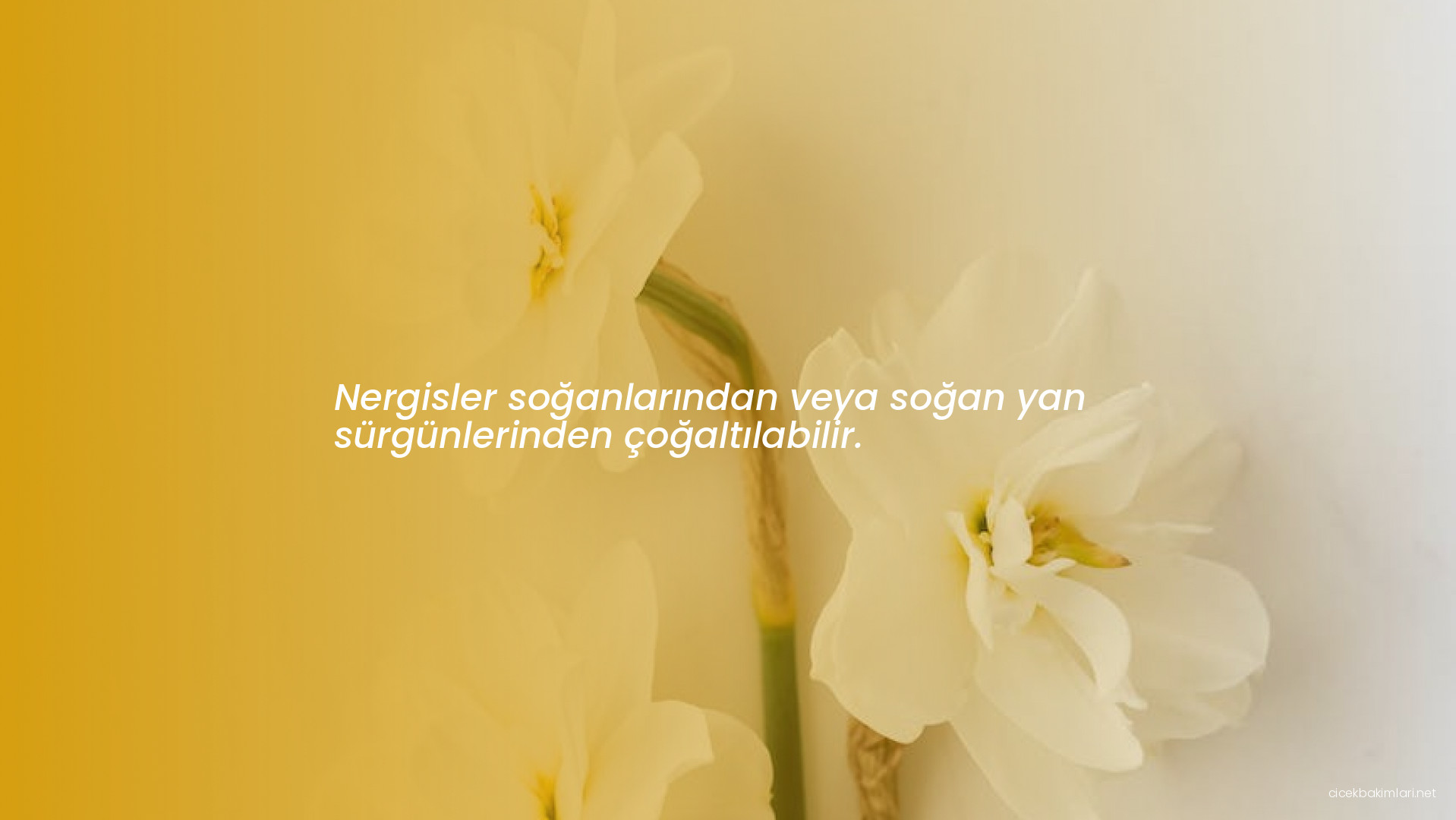 Nergisler soğanlarından veya soğan yan sürgünlerinden çoğaltılabilir.