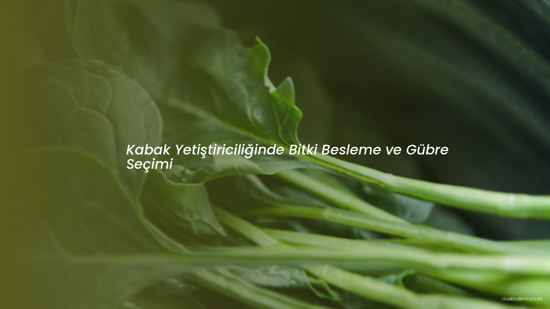 Kabak Yetiştiriciliğinde Bitki Besleme ve Gübre Seçimi