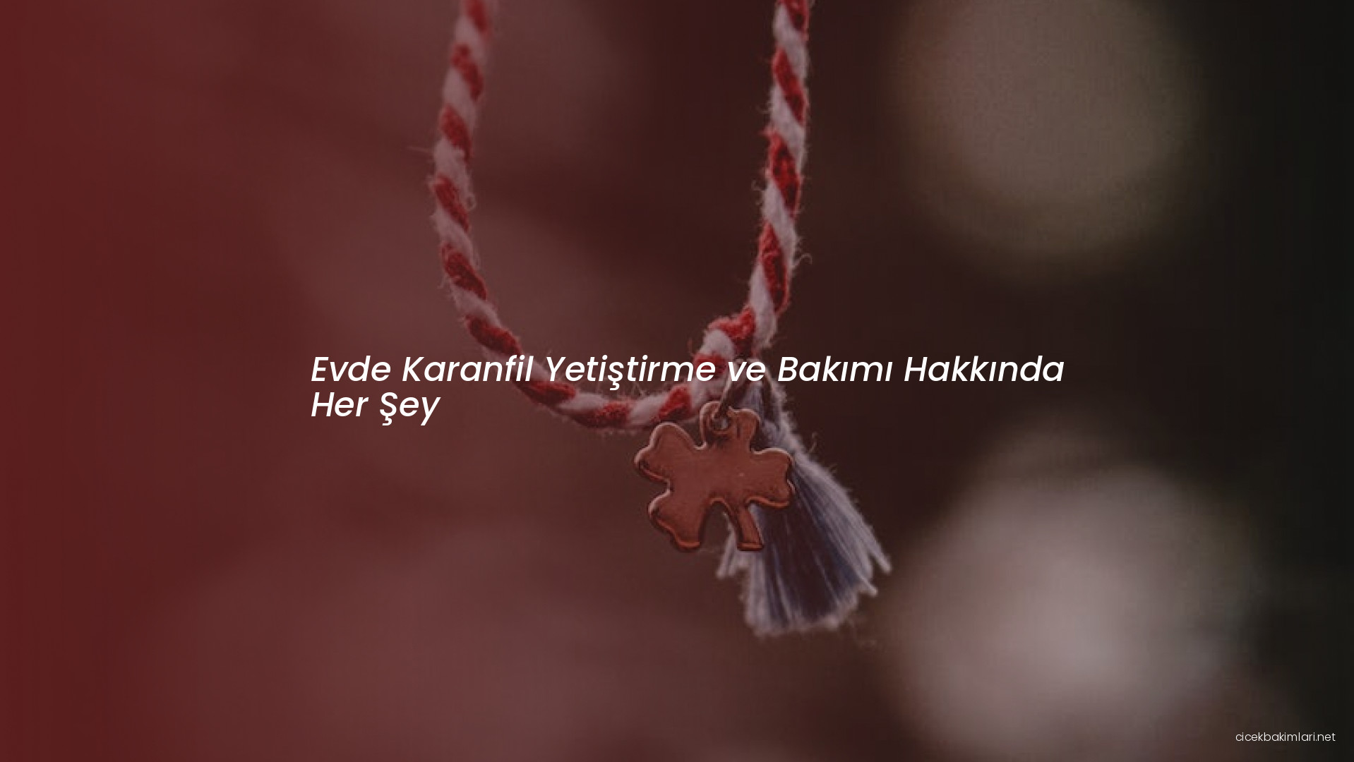 Evde Karanfil Yetiştirme ve Bakımı Hakkında Her Şey