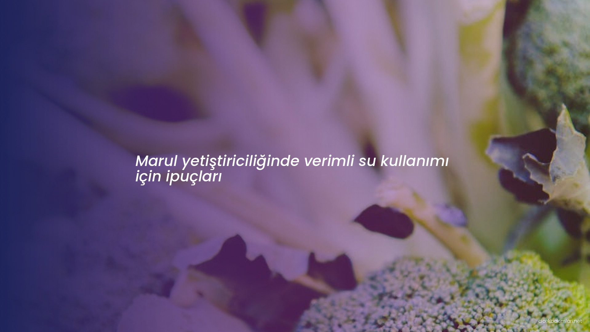 Marul yetiştiriciliğinde verimli su kullanımı için ipuçları