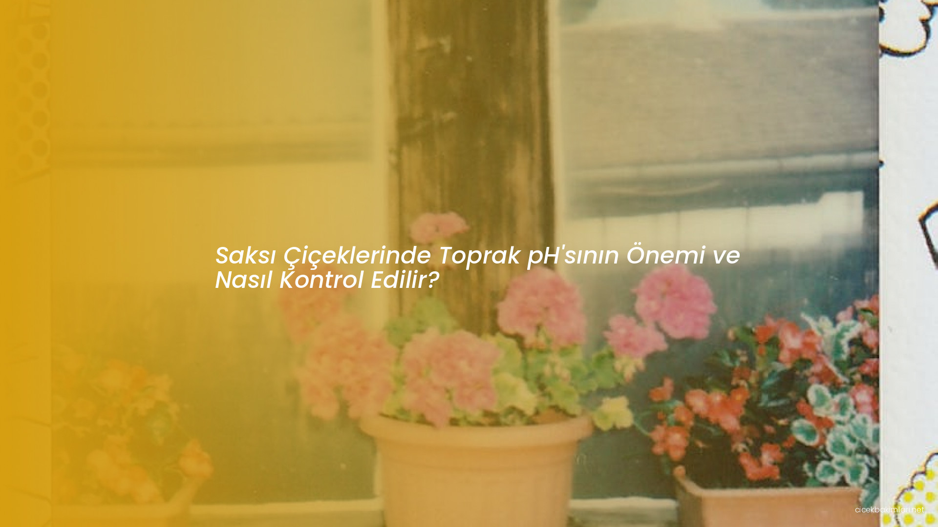 Saksı Çiçeklerinde Toprak pH'sının Önemi ve Nasıl Kontrol Edilir?