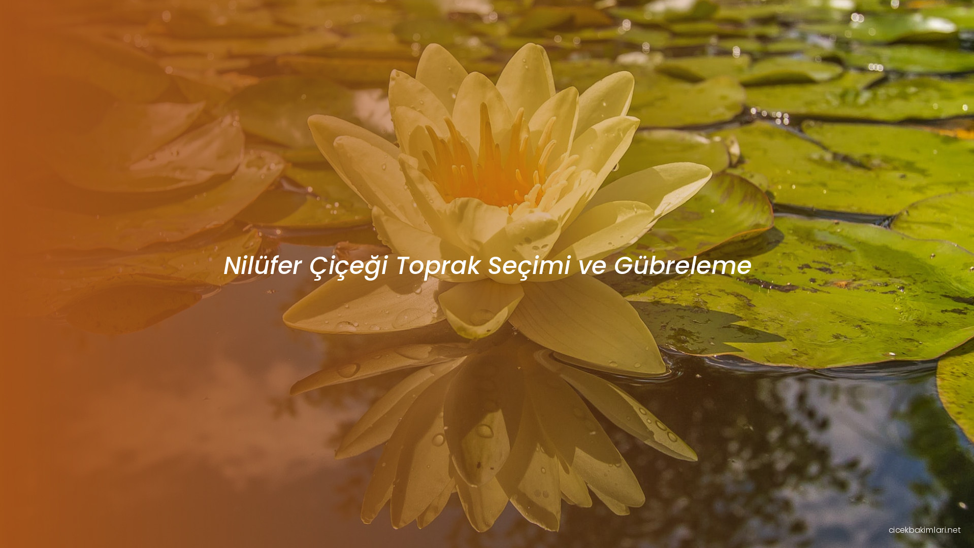 Nilüfer Çiçeği Toprak Seçimi ve Gübreleme