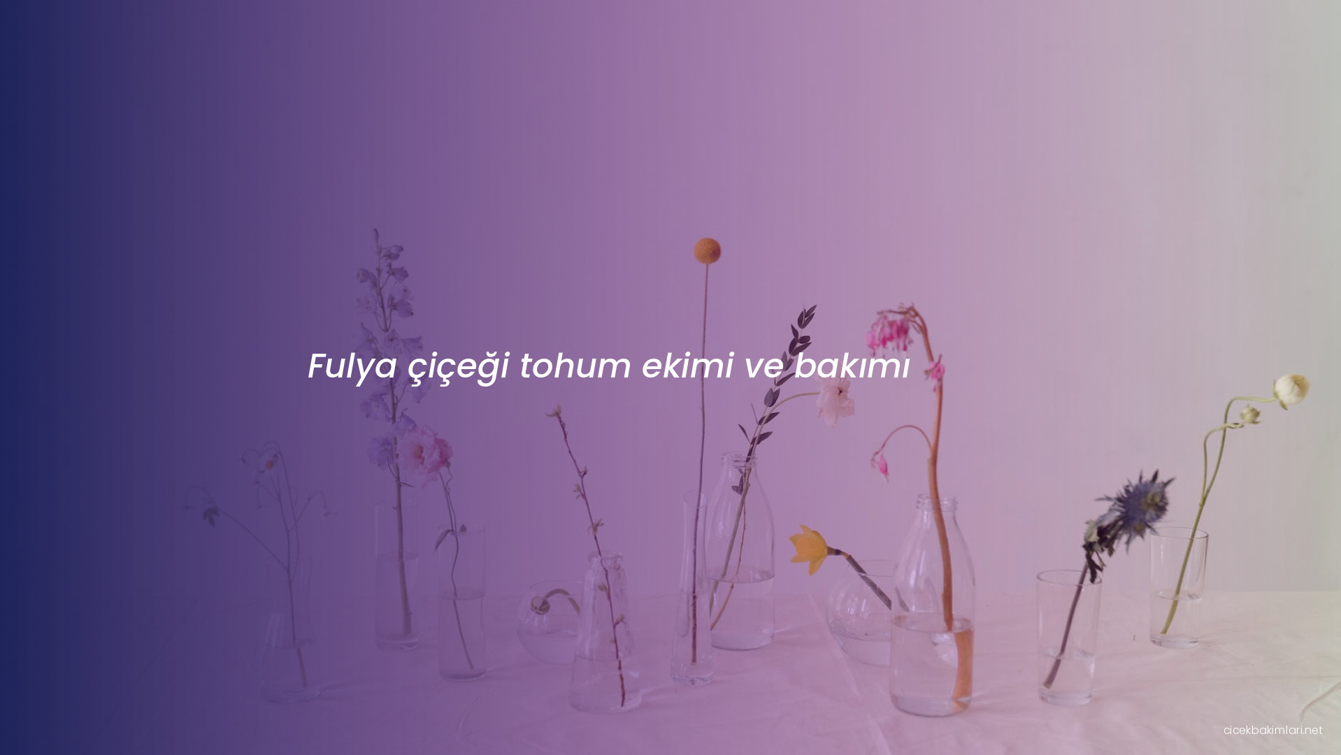 Fulya çiçeği tohum ekimi ve bakımı