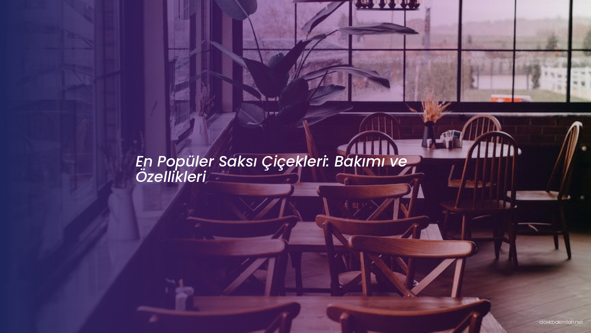 En Popüler Saksı Çiçekleri: Bakımı ve Özellikleri