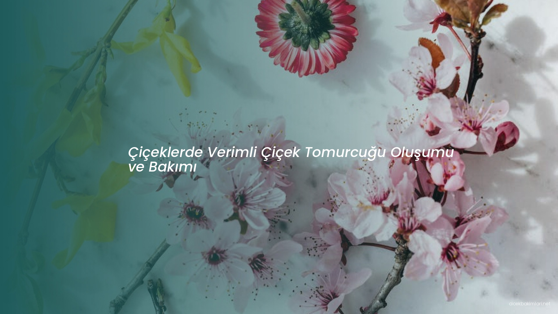 Çiçeklerde Verimli Çiçek Tomurcuğu Oluşumu ve Bakımı