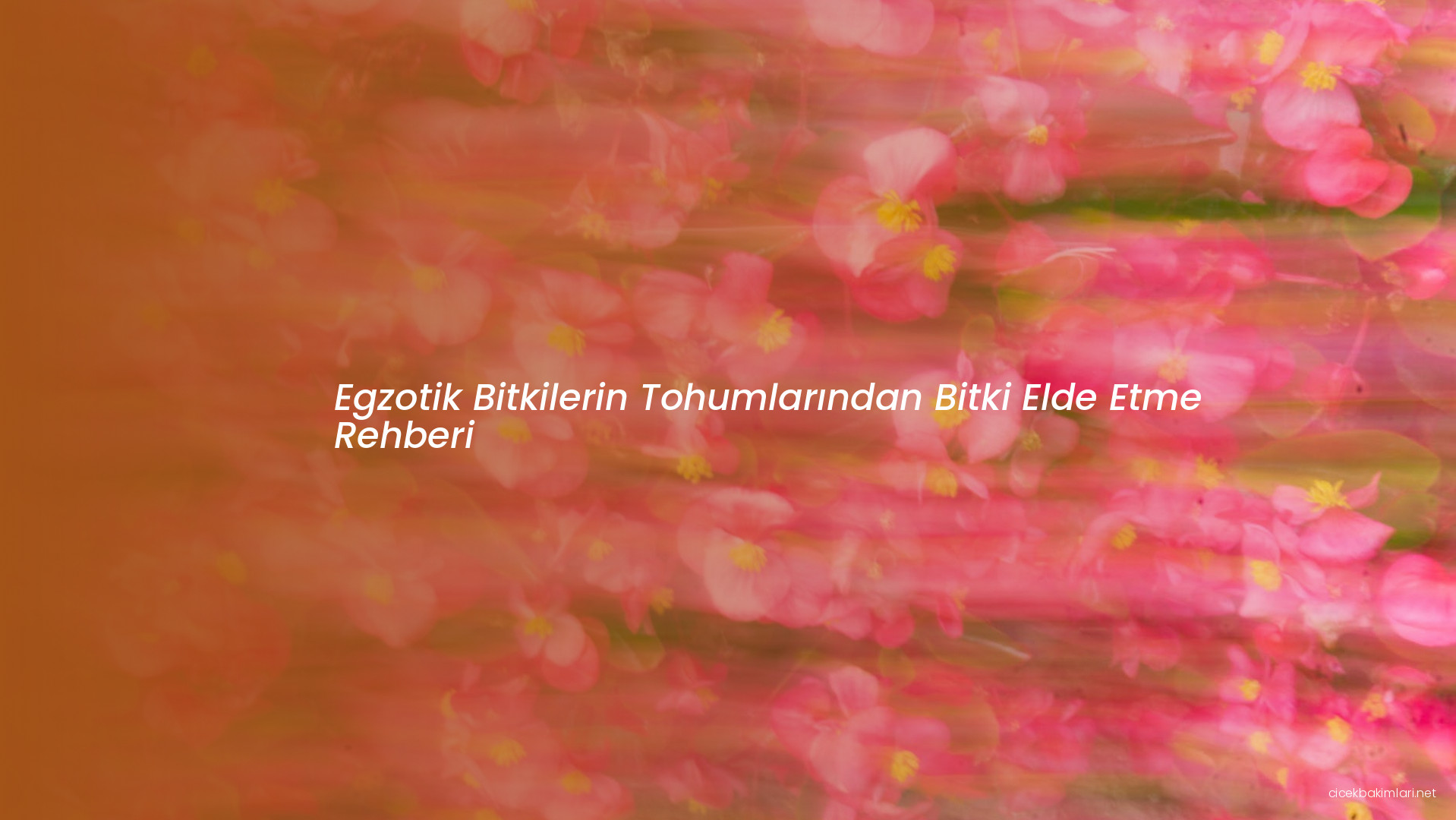 Egzotik Bitkilerin Tohumlarından Bitki Elde Etme Rehberi