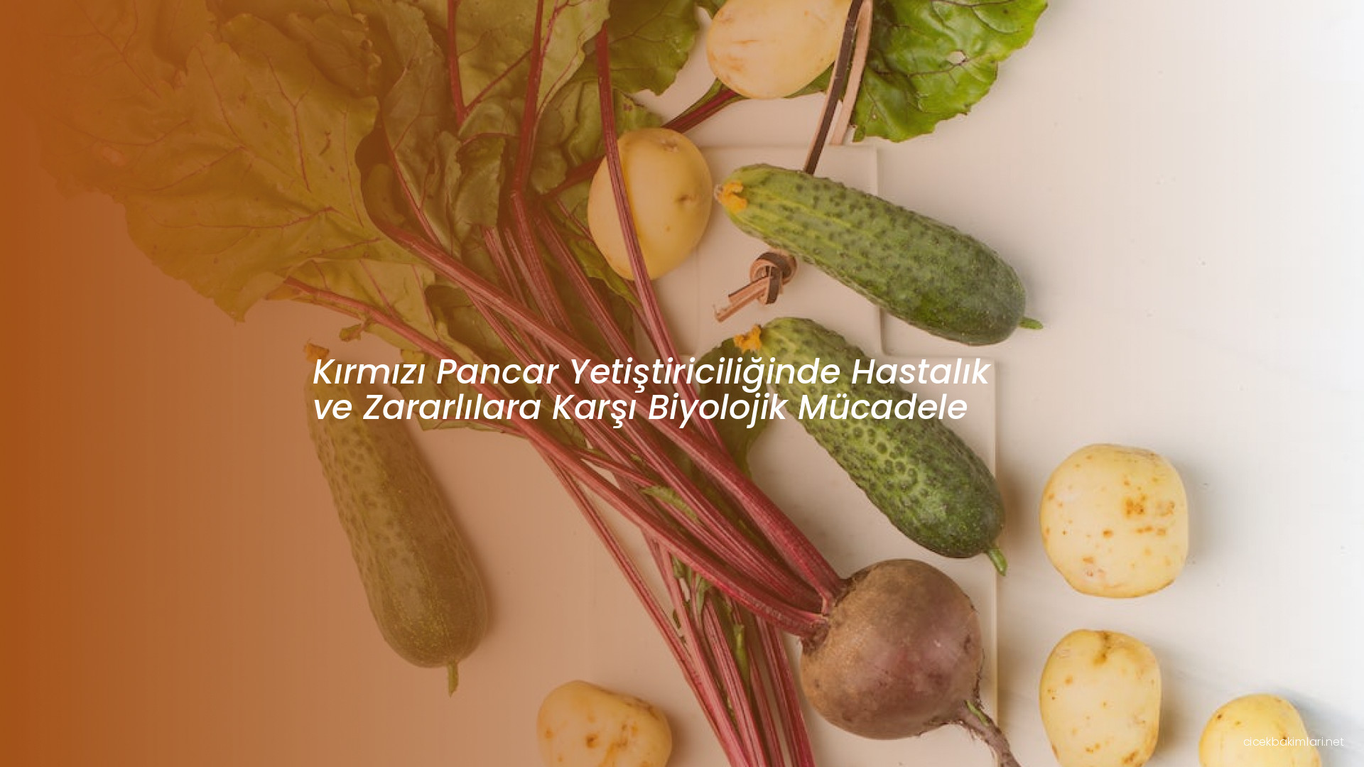 Kırmızı Pancar Yetiştiriciliğinde Hastalık ve Zararlılara Karşı Biyolojik Mücadele