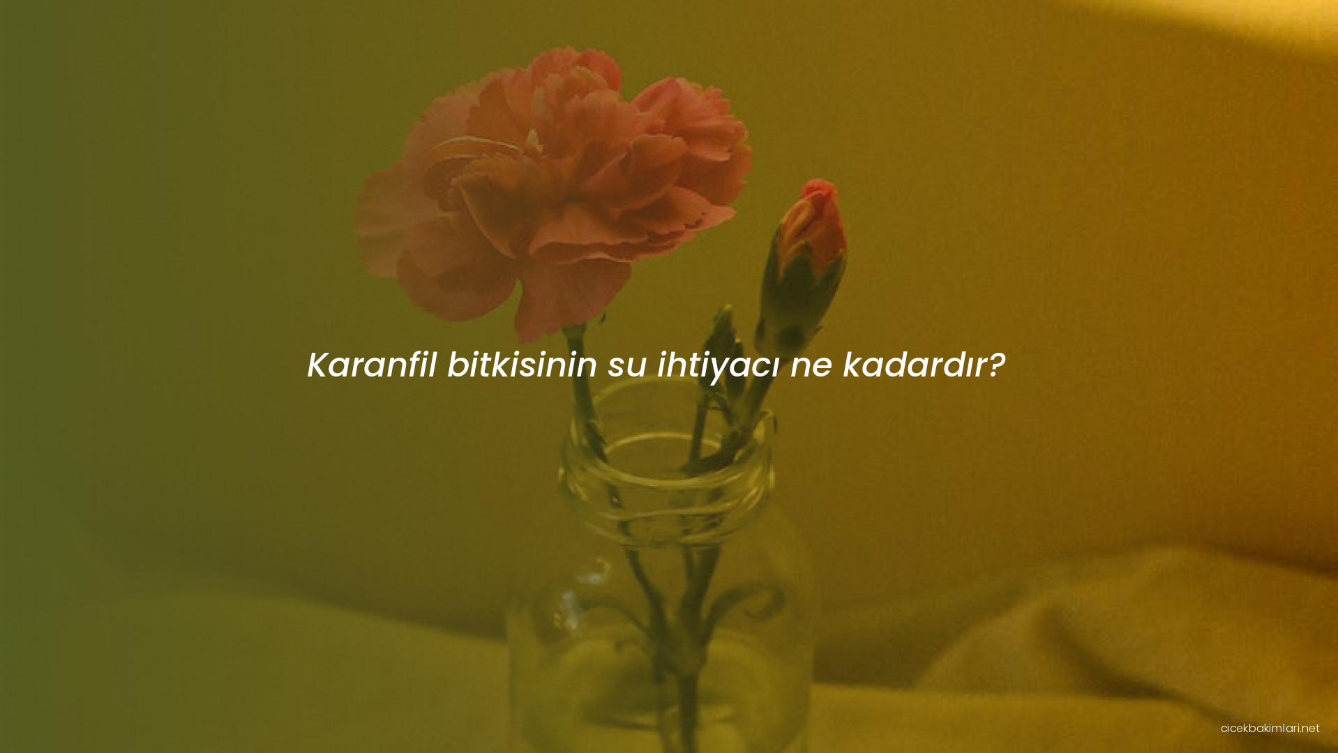 Karanfil bitkisinin su ihtiyacı ne kadardır?