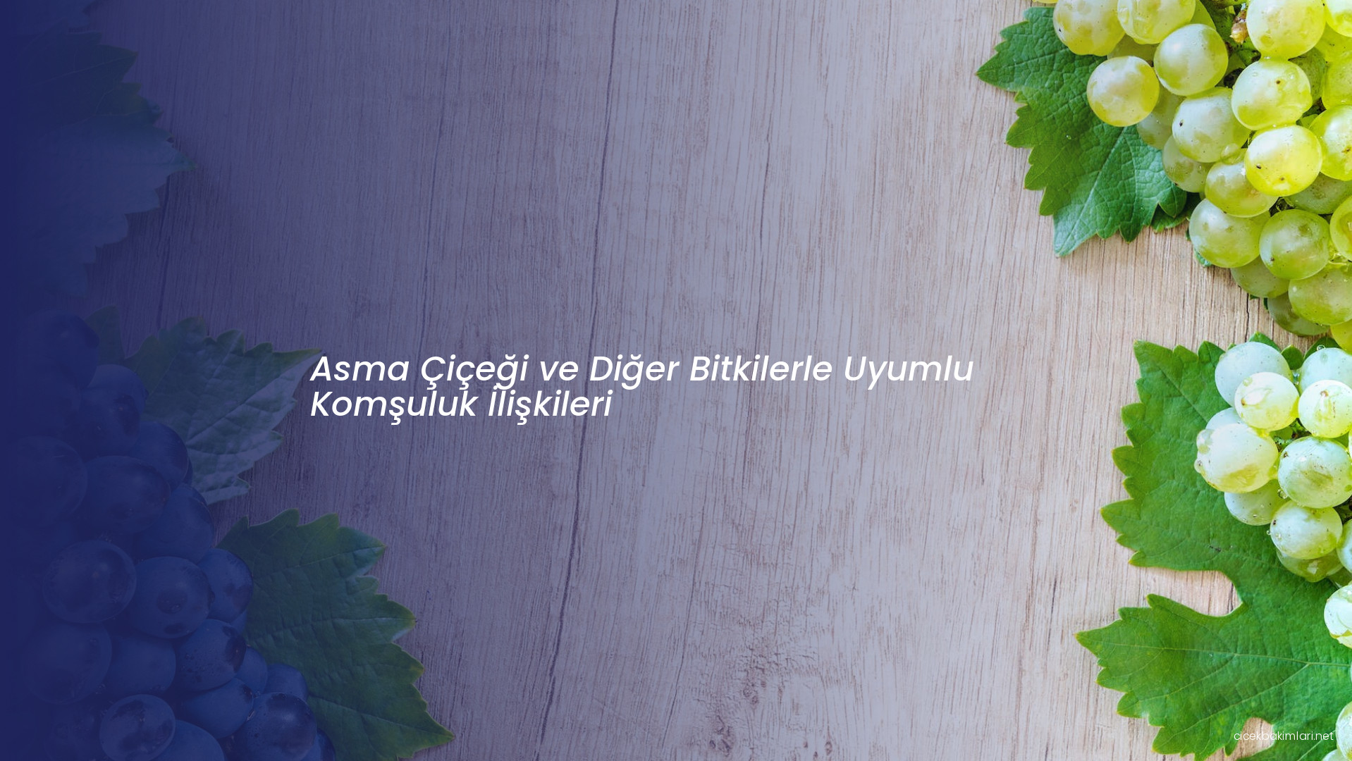 Asma Çiçeği ve Diğer Bitkilerle Uyumlu Komşuluk İlişkileri