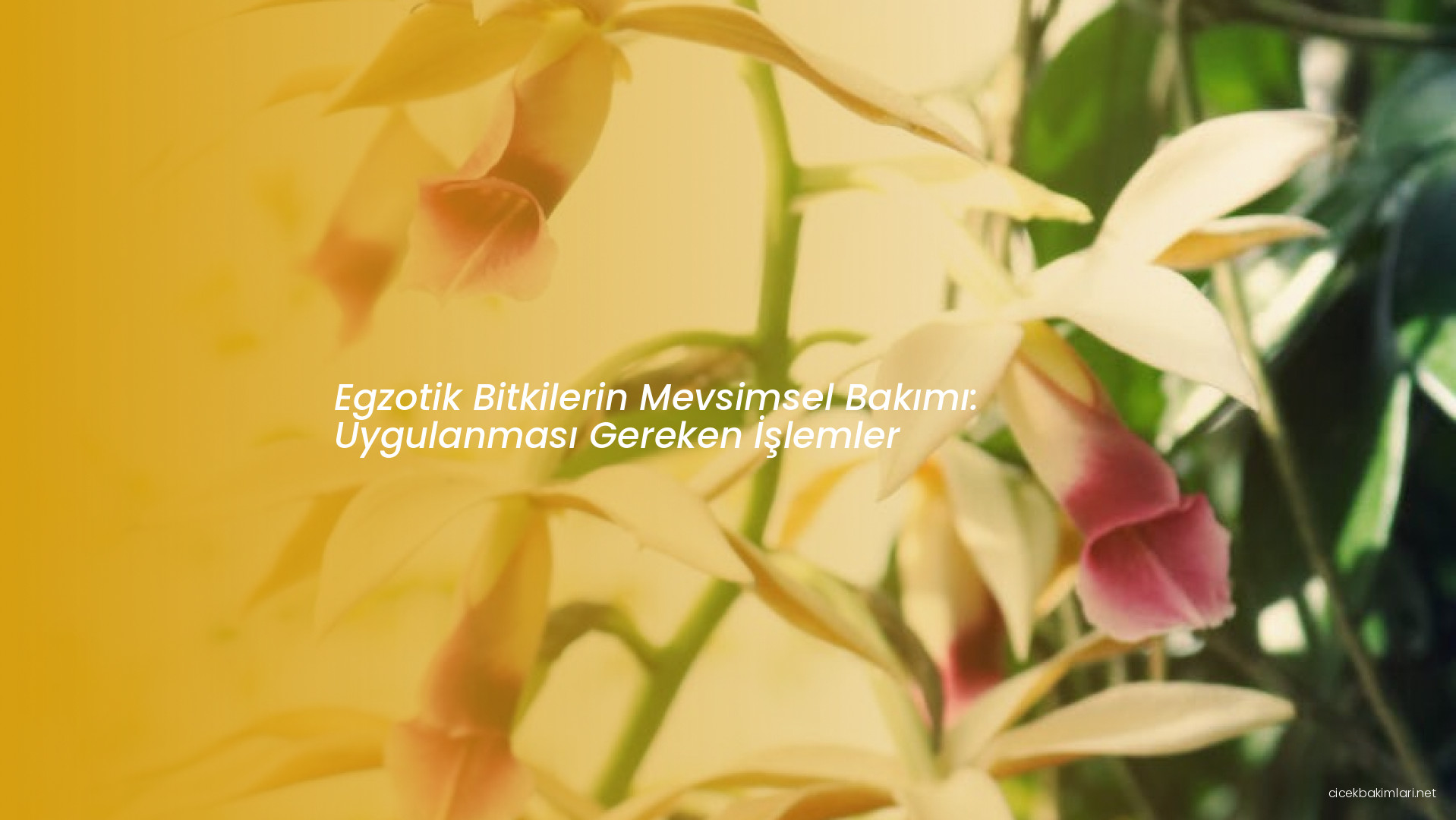 Egzotik Bitkilerin Mevsimsel Bakımı: Uygulanması Gereken İşlemler