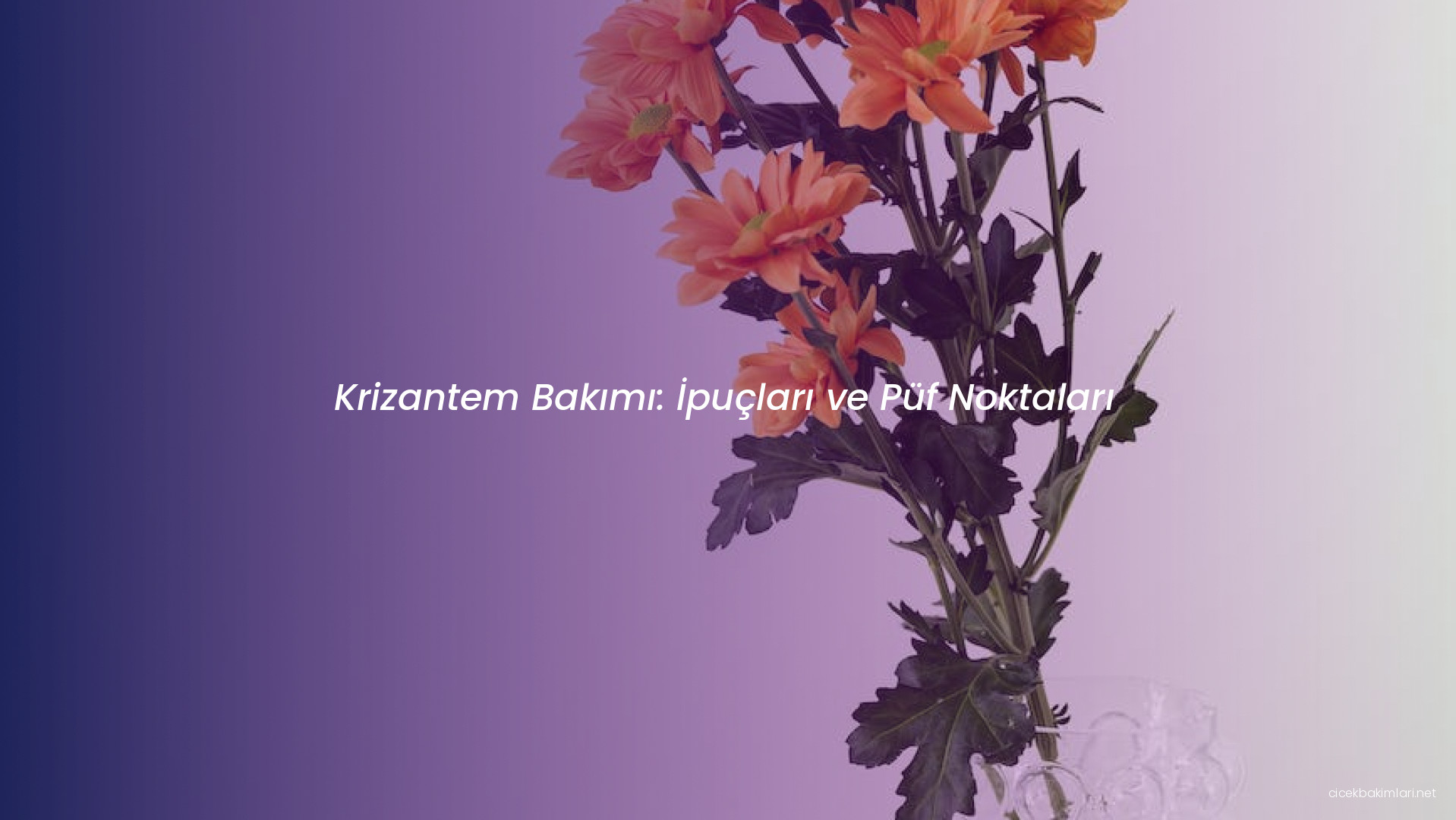 Krizantem Bakımı: İpuçları ve Püf Noktaları