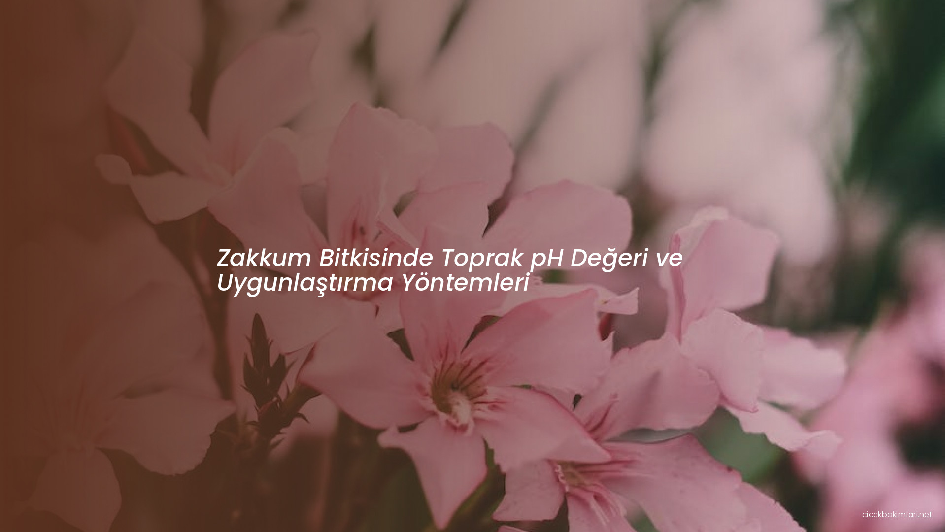 Zakkum Bitkisinde Toprak pH Değeri ve Uygunlaştırma Yöntemleri