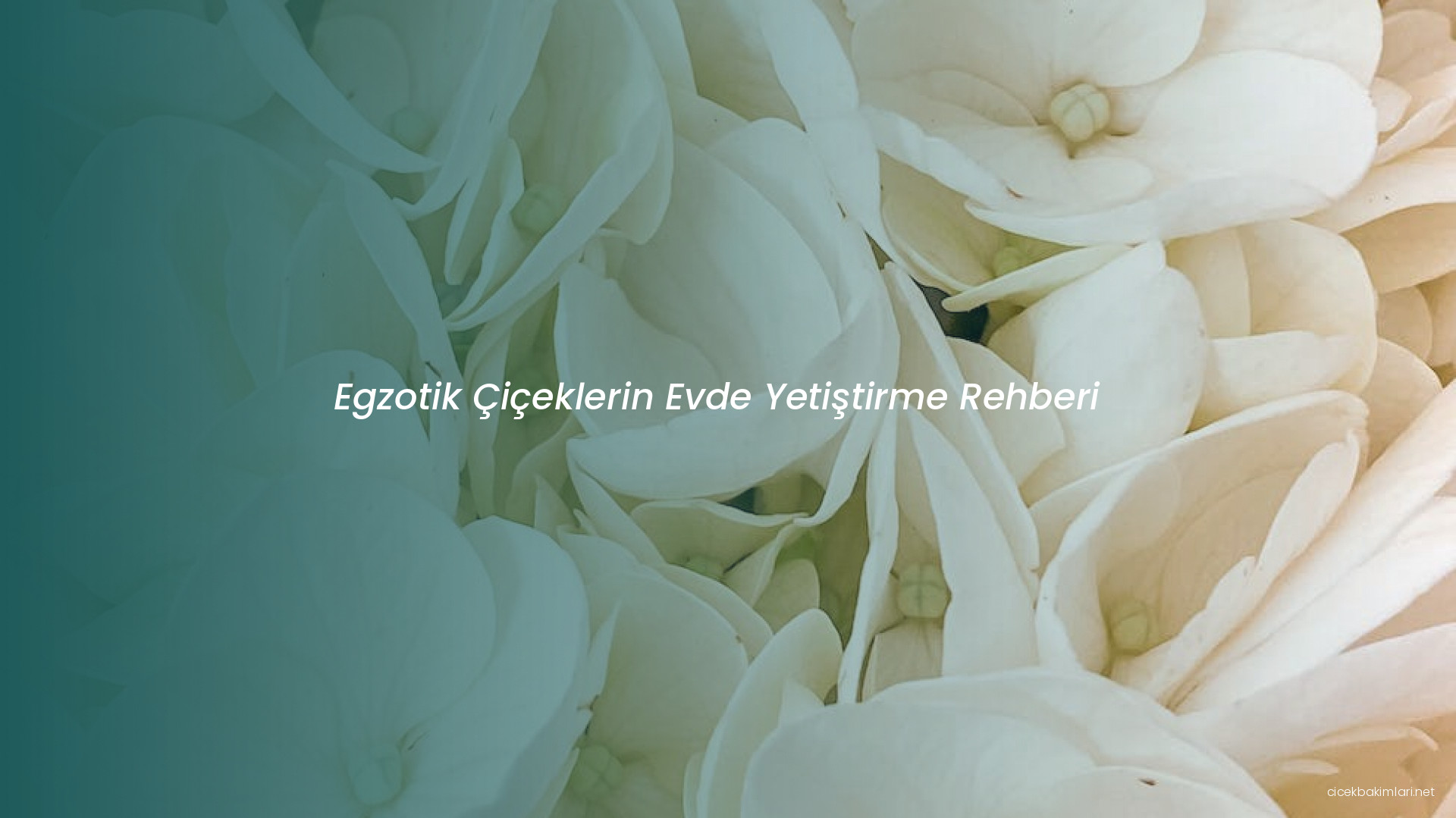 Egzotik Çiçeklerin Evde Yetiştirme Rehberi