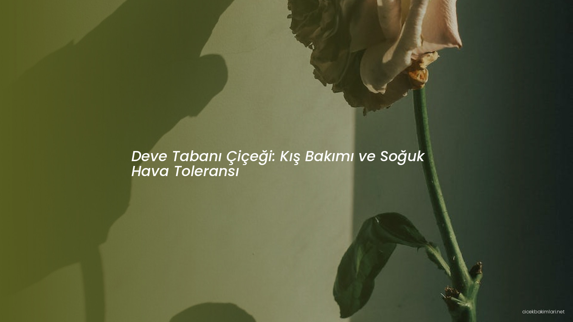 Deve Tabanı Çiçeği: Kış Bakımı ve Soğuk Hava Toleransı