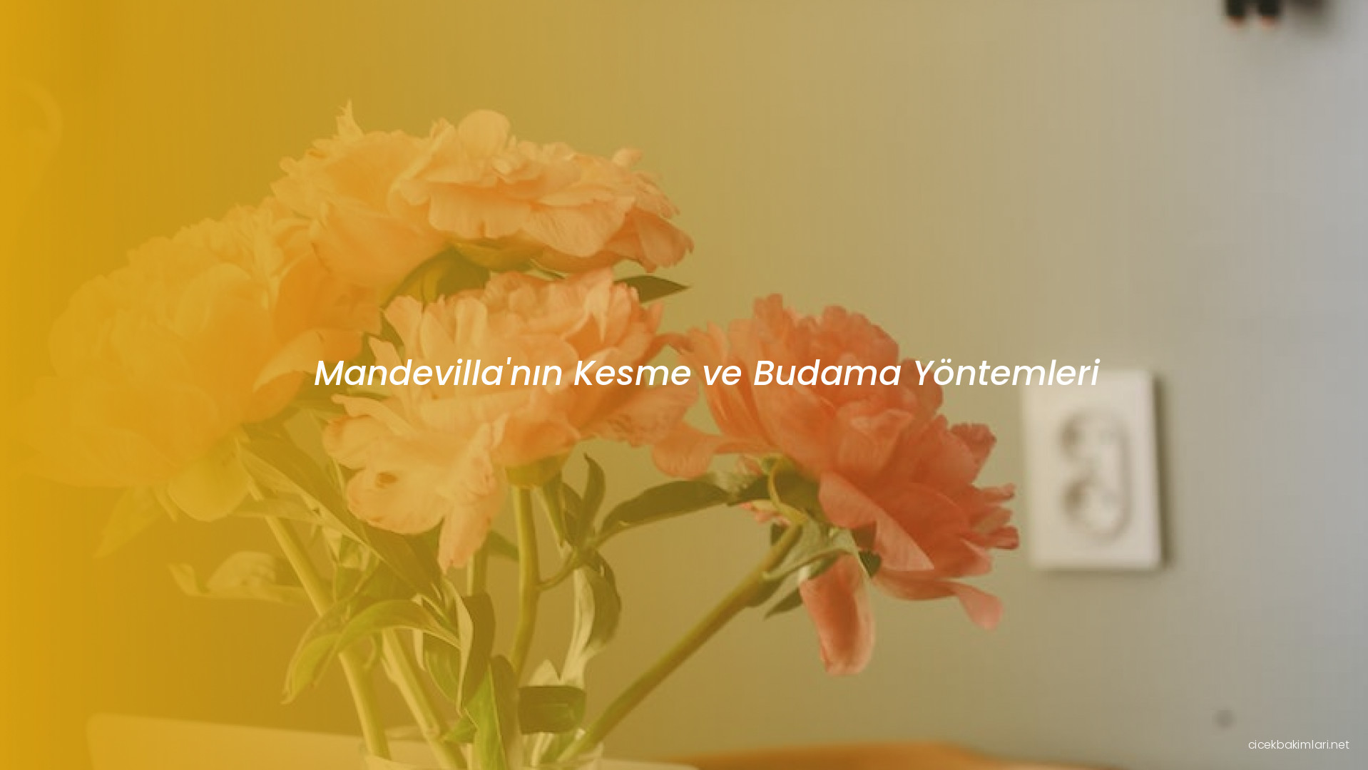 Mandevilla'nın Kesme ve Budama Yöntemleri