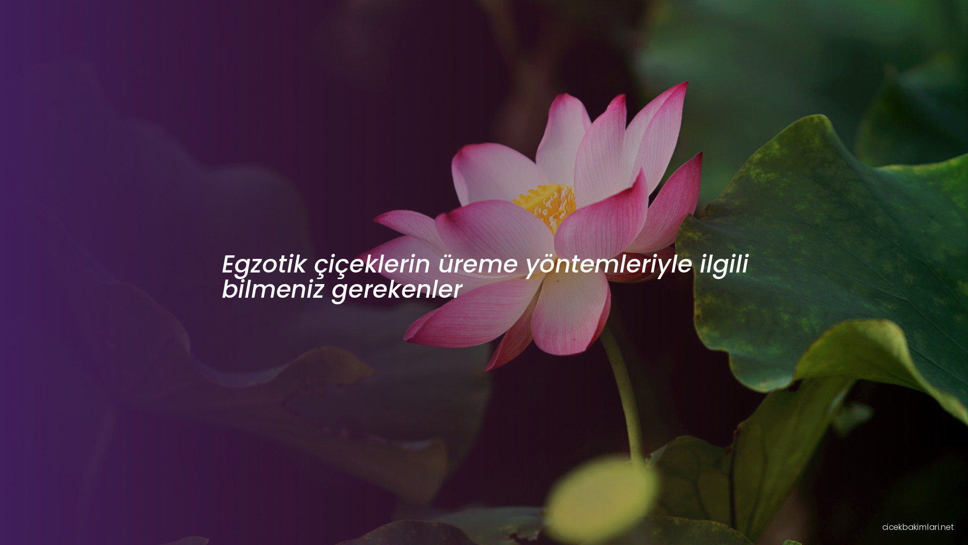 Egzotik çiçeklerin üreme yöntemleriyle ilgili bilmeniz gerekenler