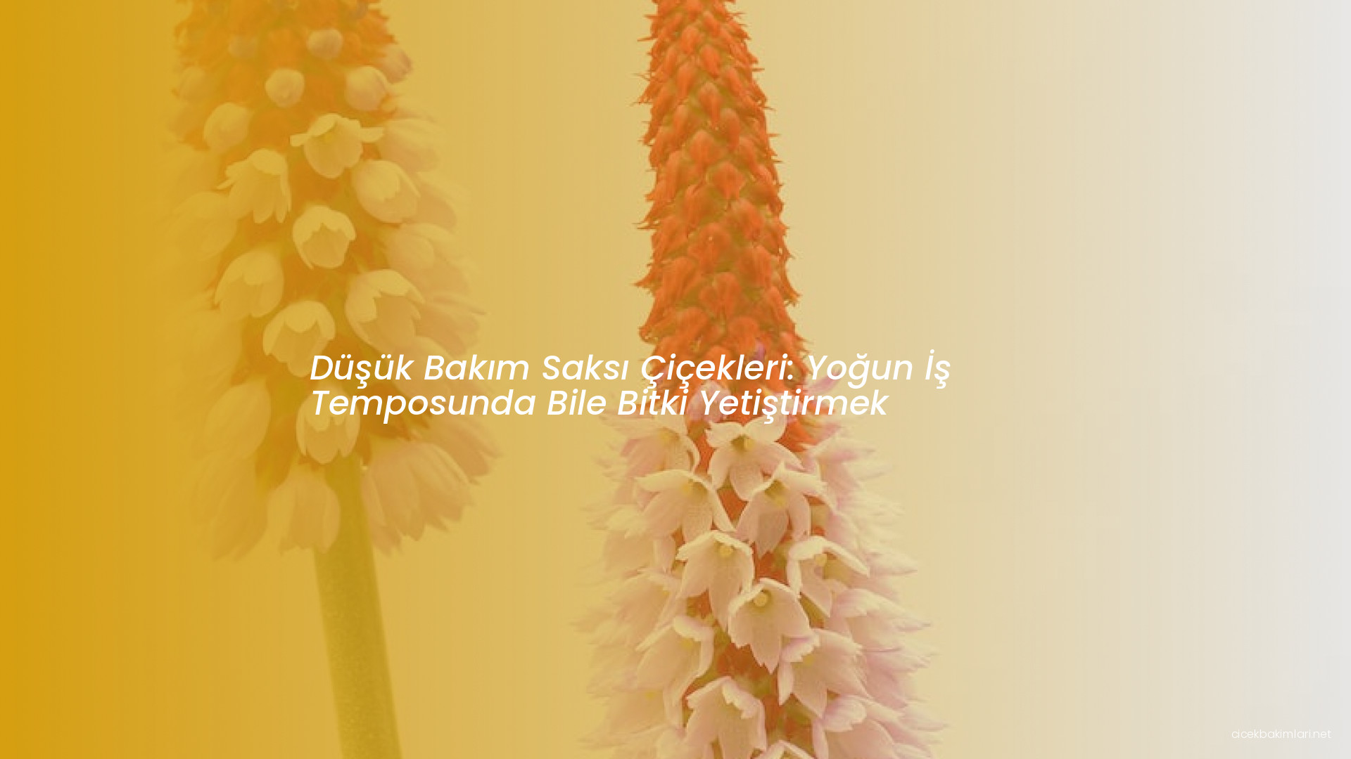 Düşük Bakım Saksı Çiçekleri: Yoğun İş Temposunda Bile Bitki Yetiştirmek